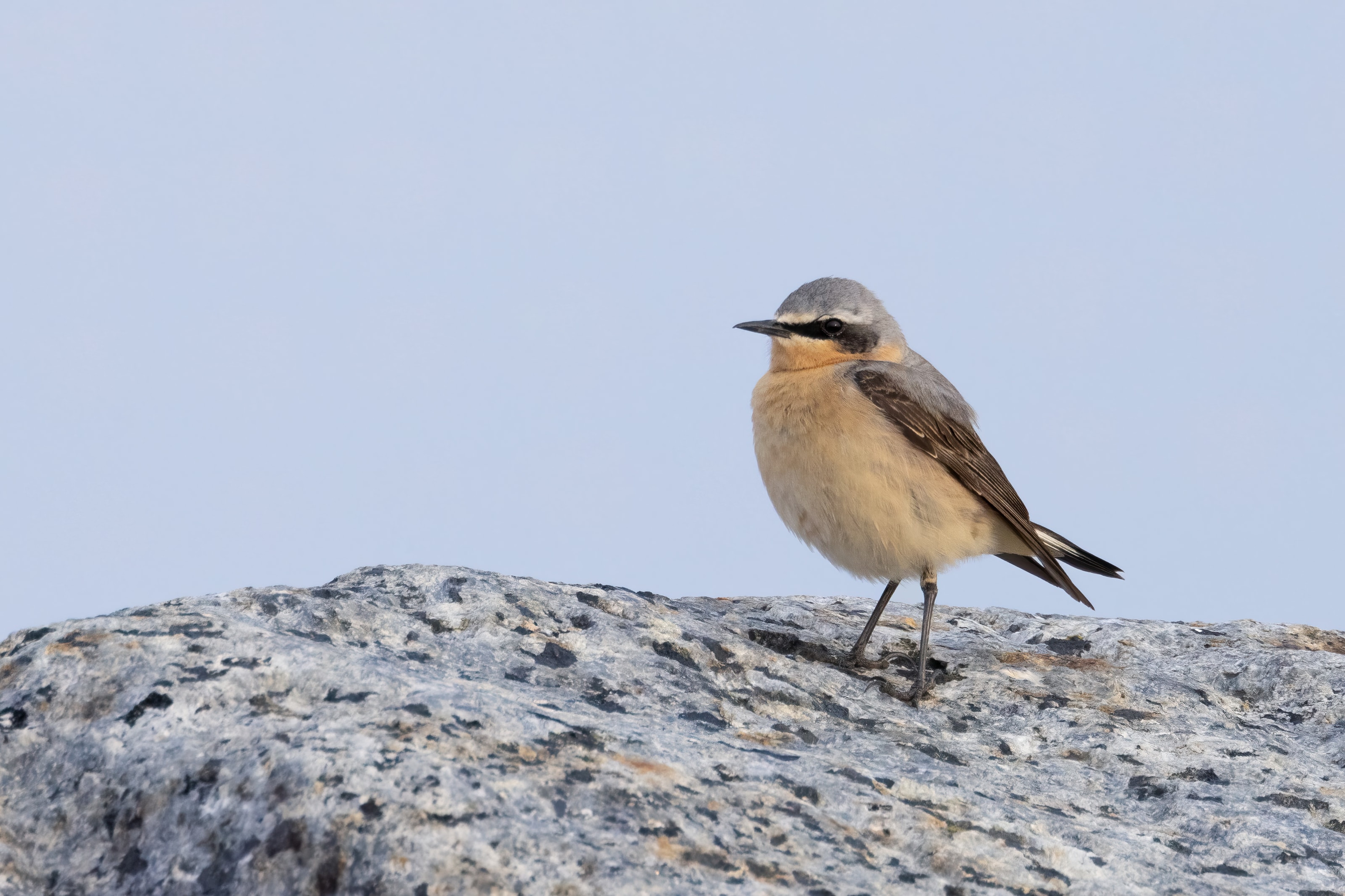 Northern Wheatear (Oenanthe oenanthe) at Reculver (Kent)