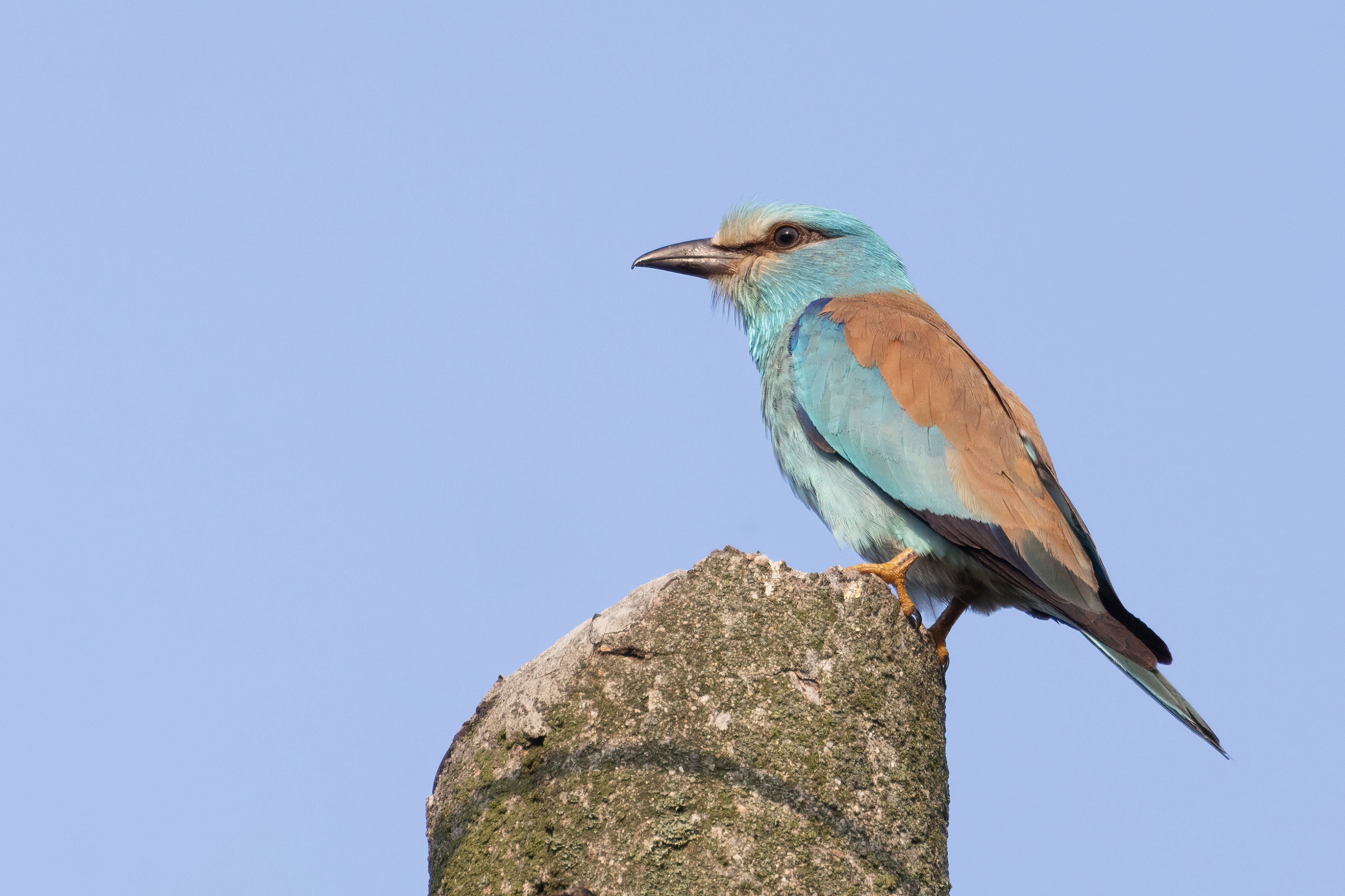 European Roller