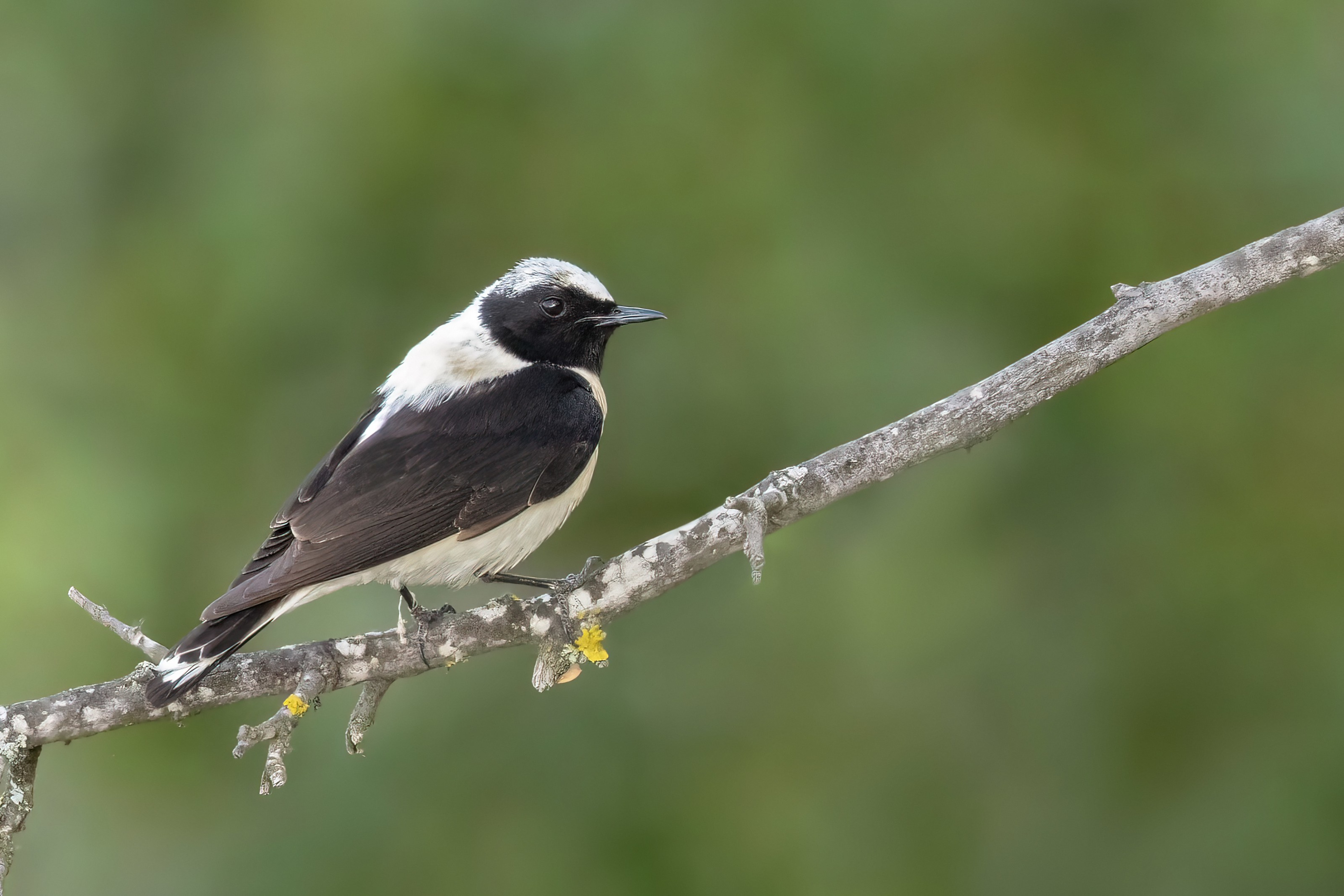 Eastern Black-eared Wheatear (male)