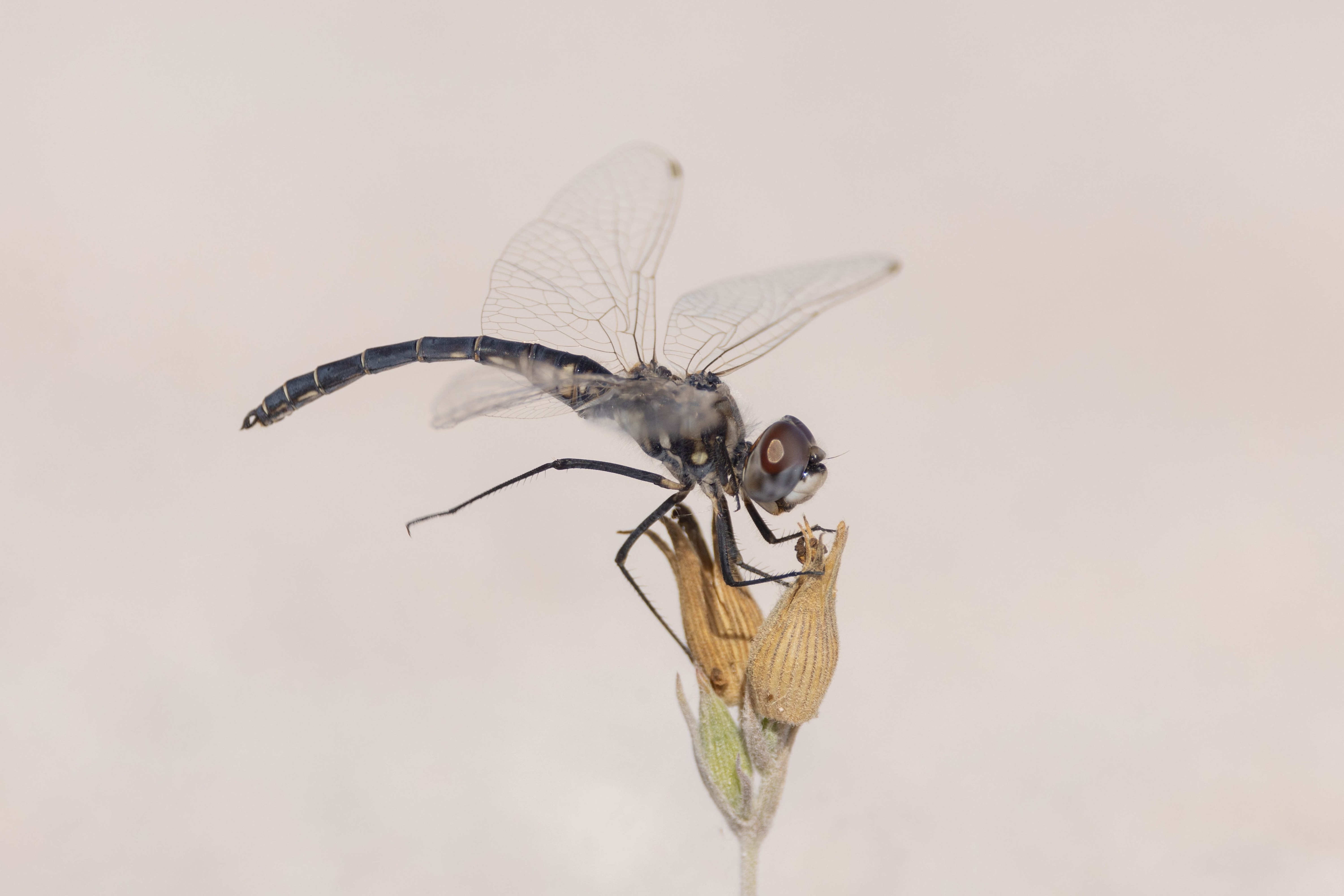 Black Pennant in Bulgaria
