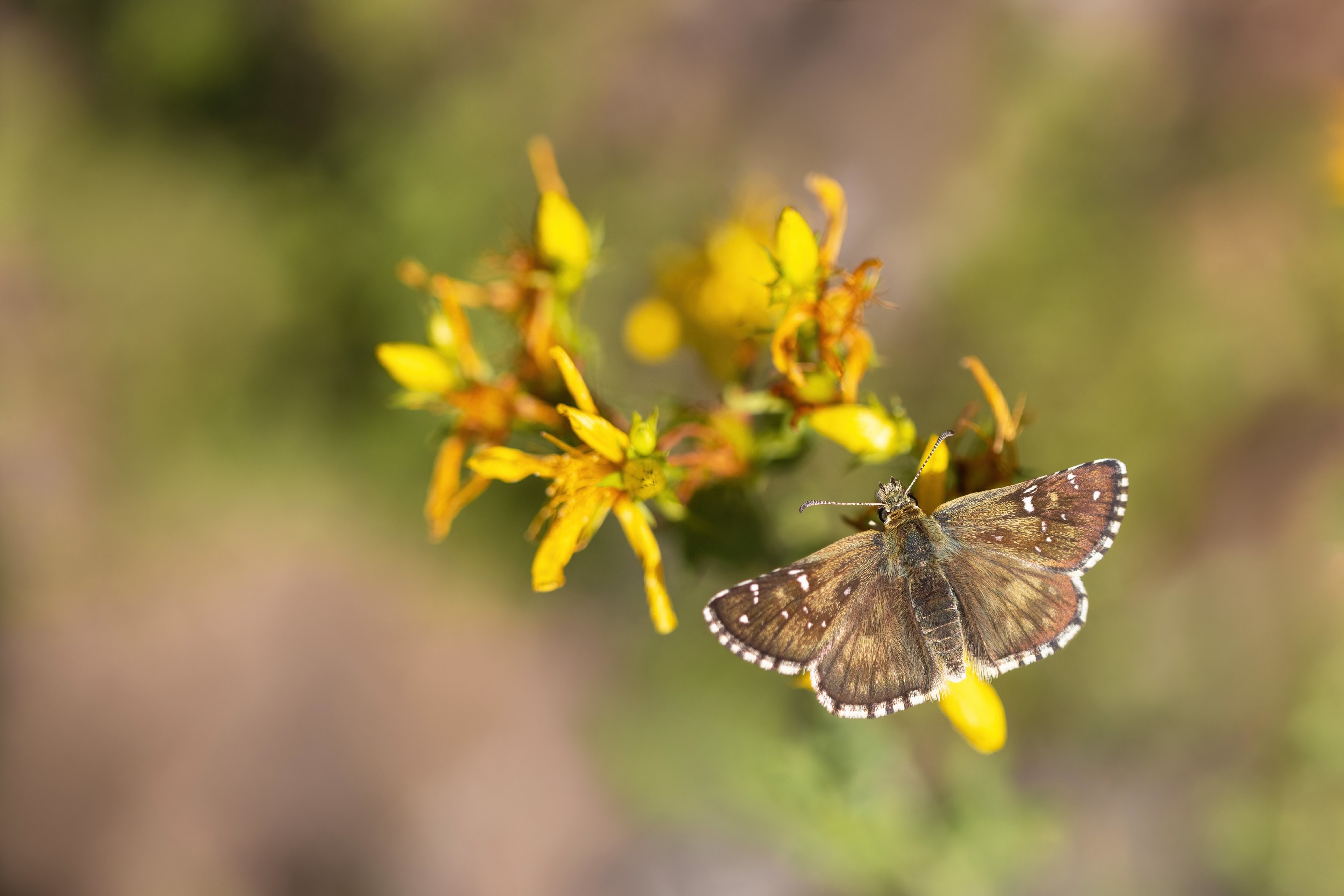 Oberthur's Grizzled Skipper