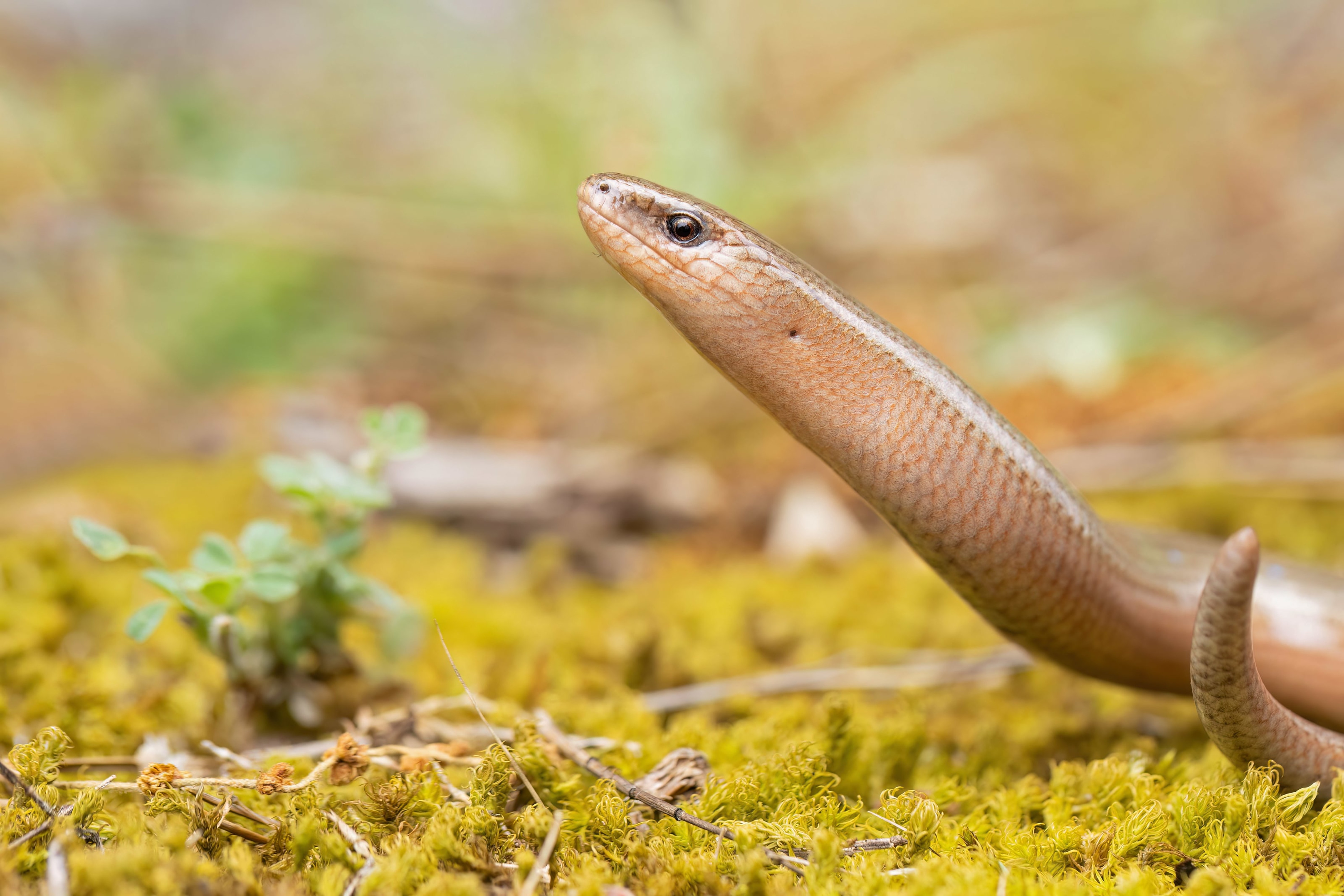 Eastern Slow Worm