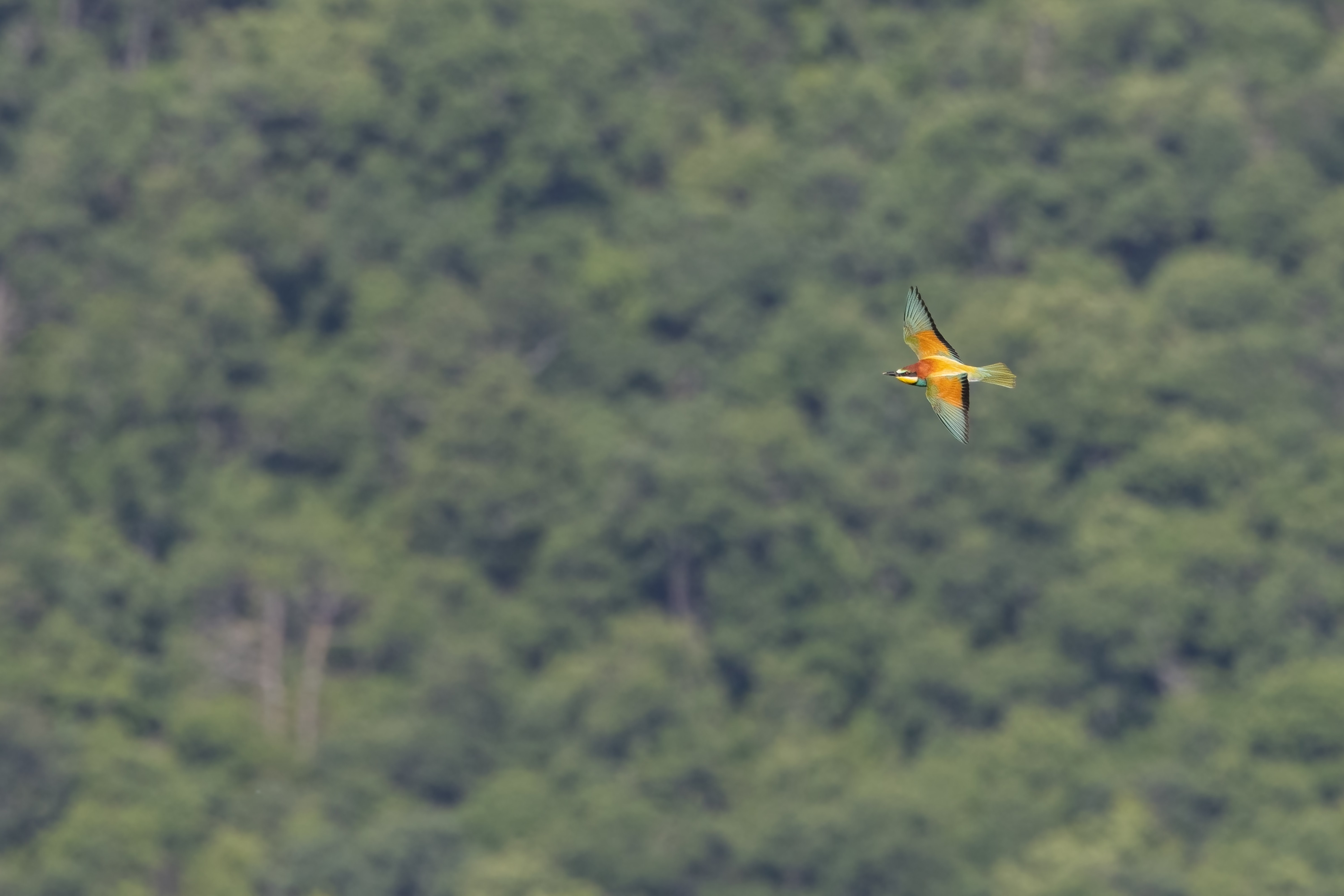 European Bee-eater
