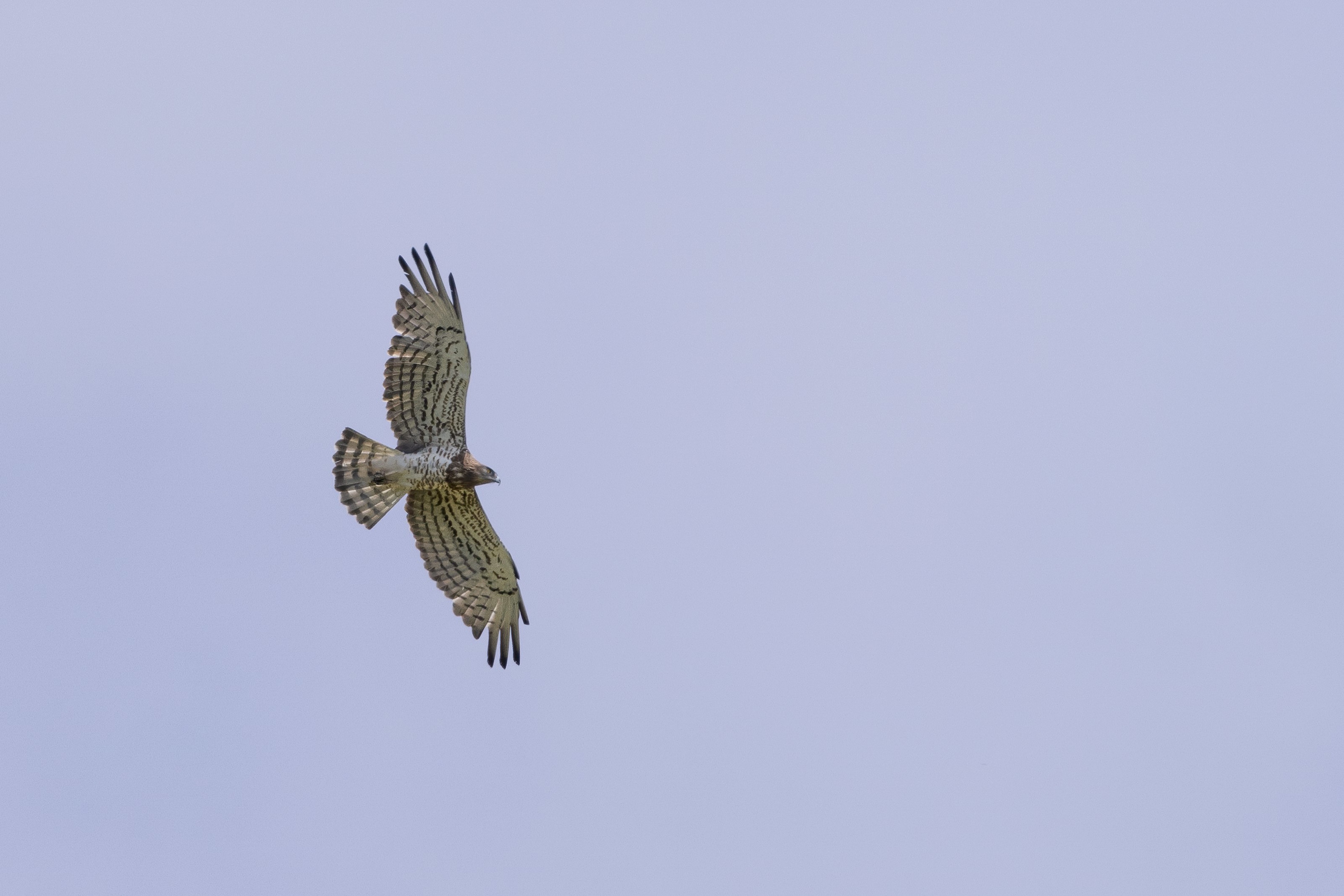 Short-toed Eagle