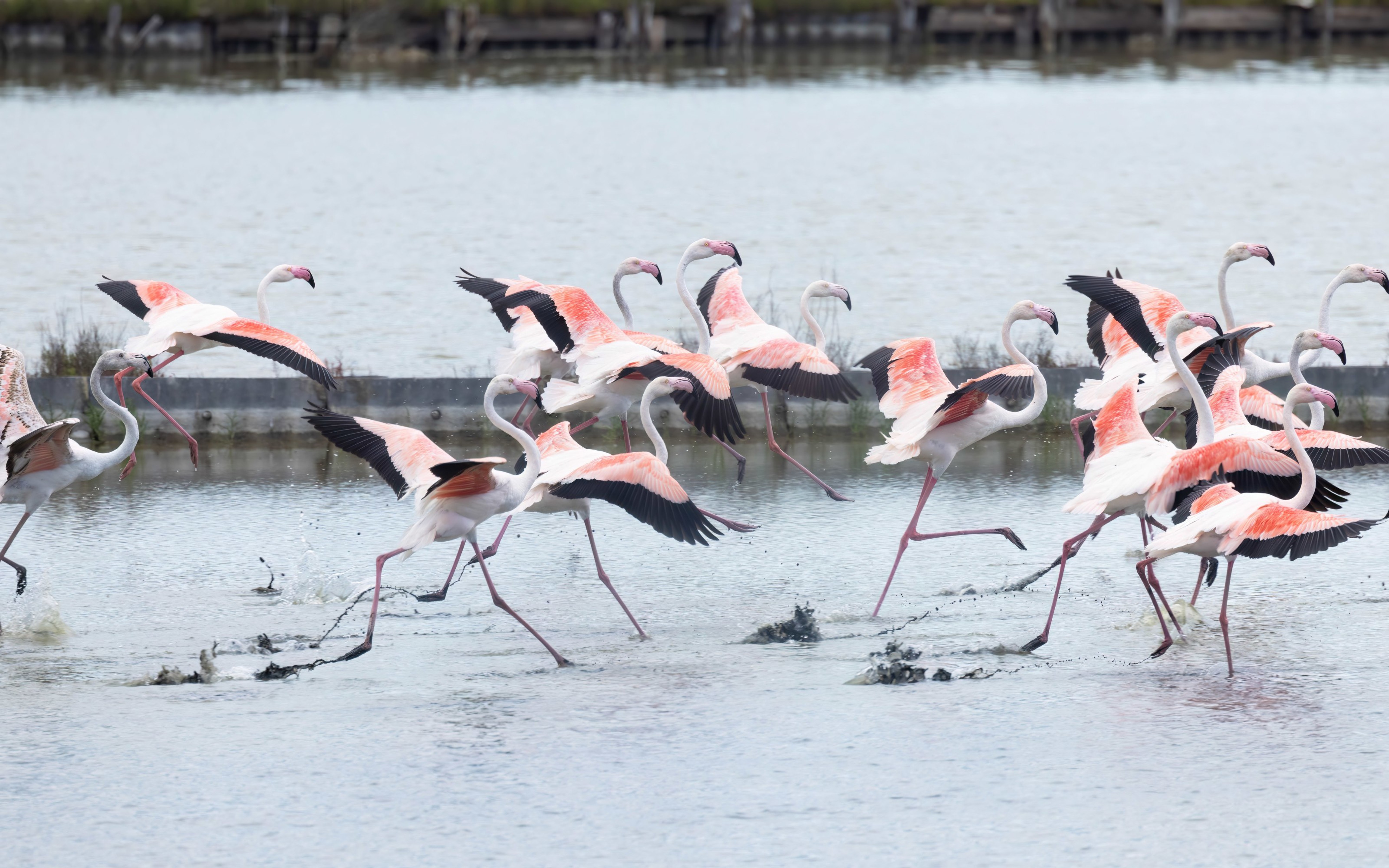 Greater Flamingo