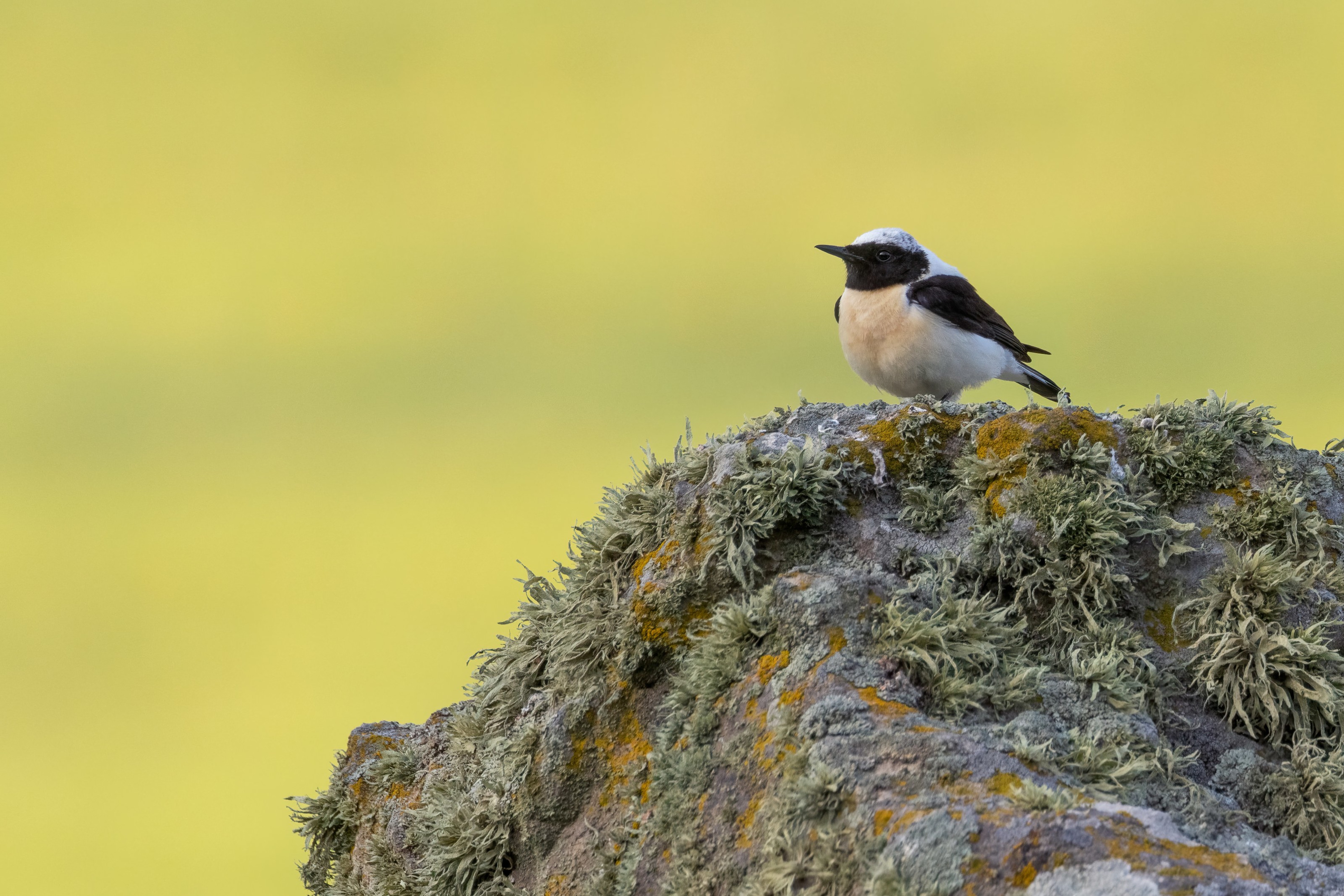 Eastern Black-eared Wheatear (male)