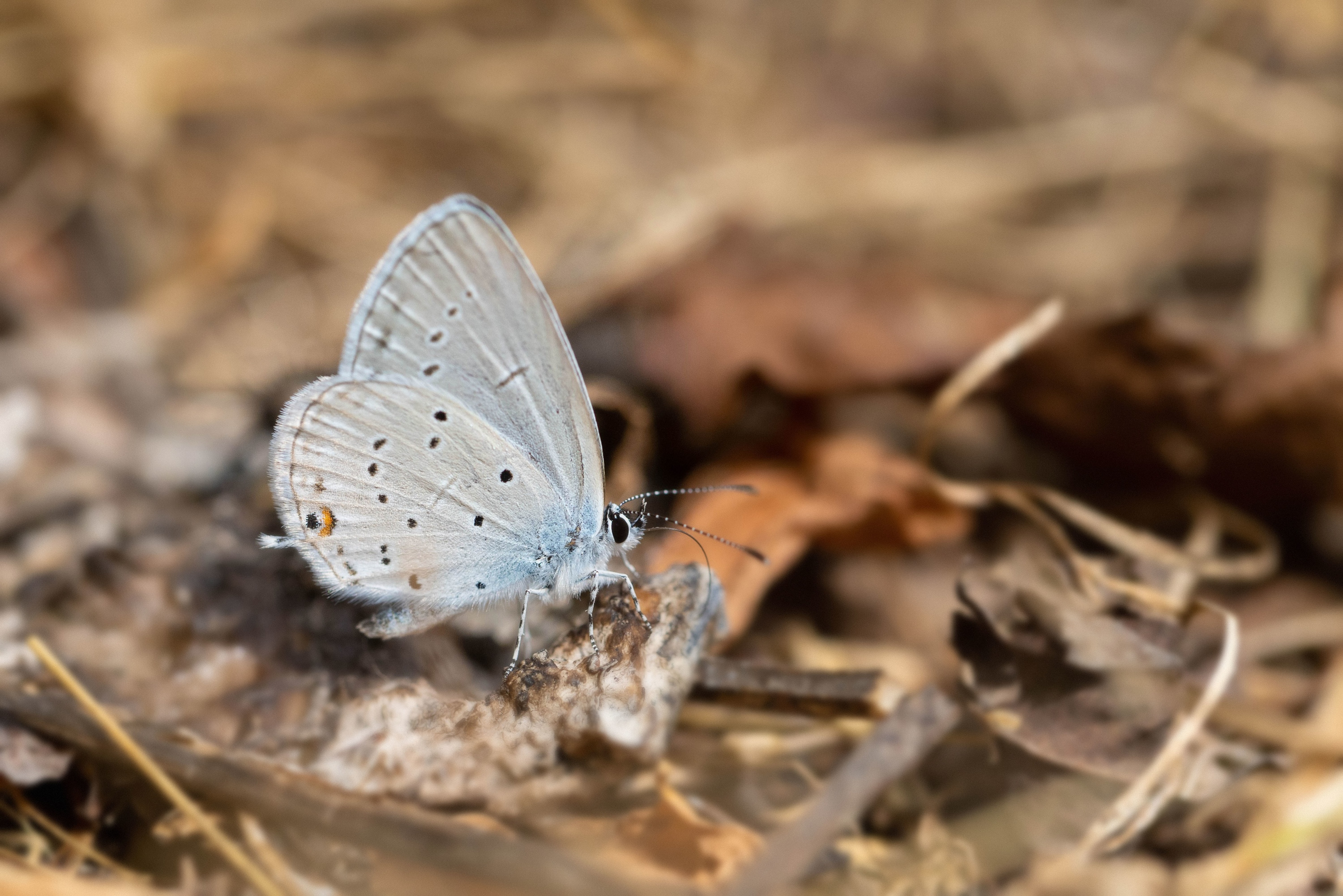 Provencal Short-tailed Blue