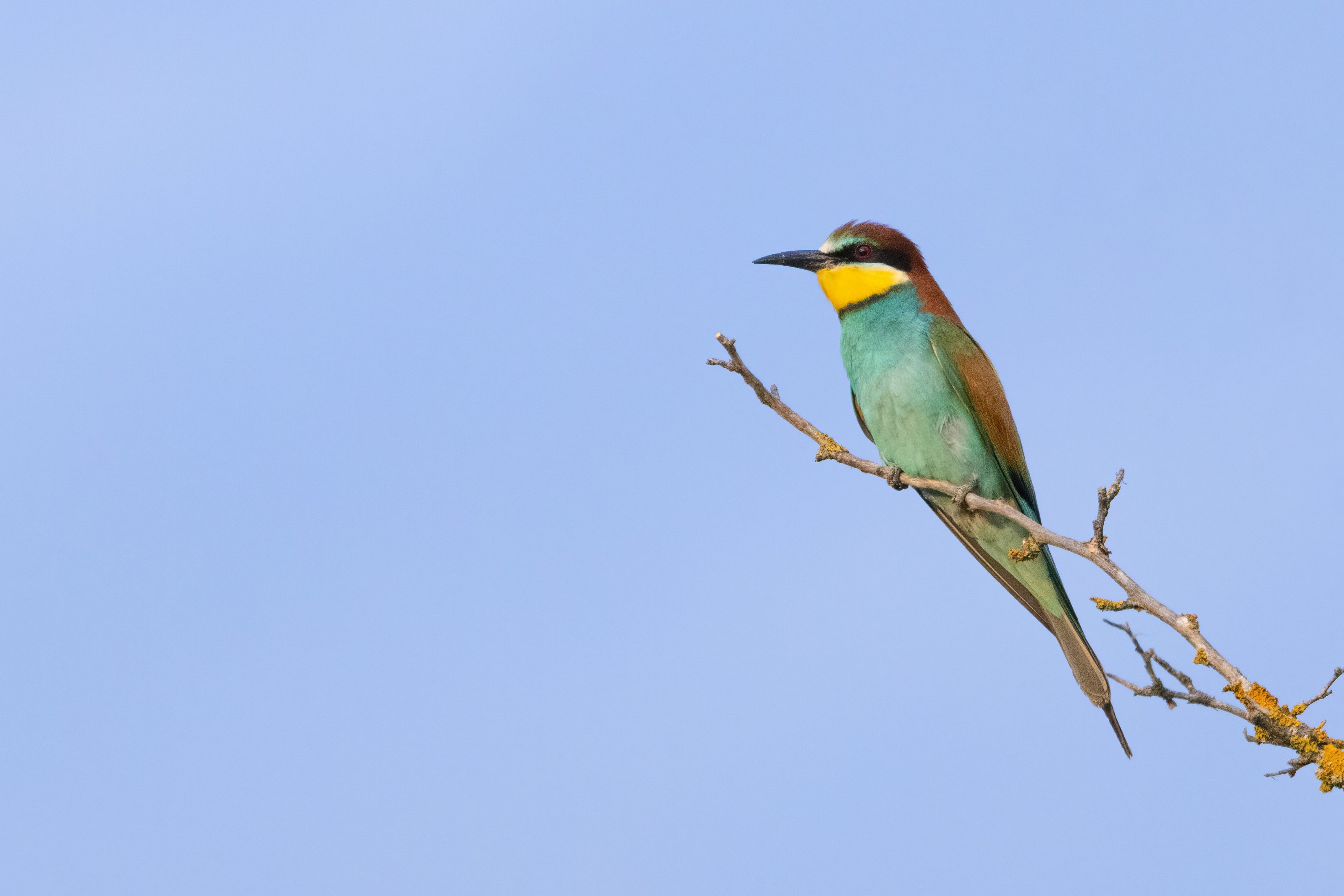 European Bee-eater (Merops apiaster) perched on a branch in Eastern Rodopi, Bulgaria