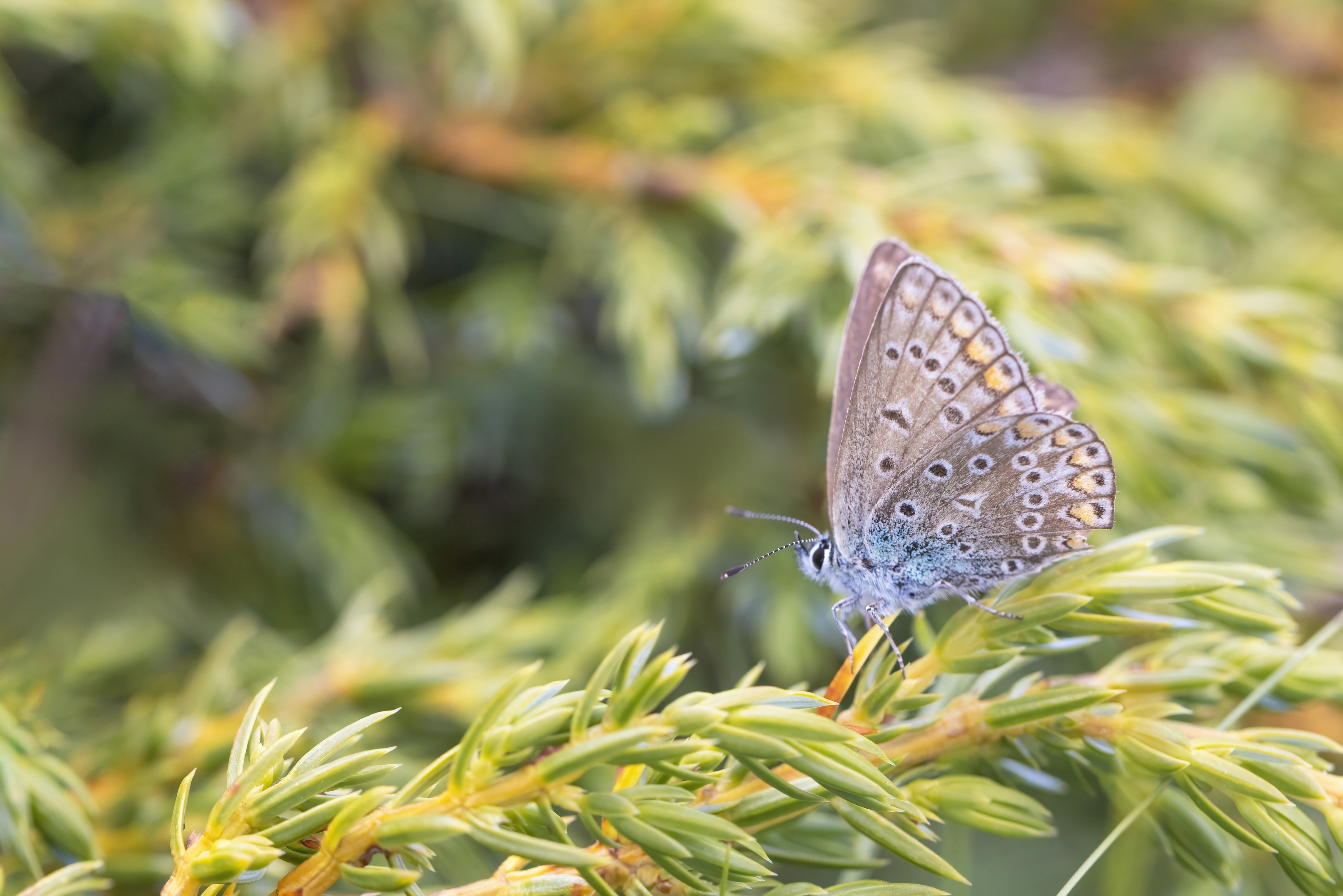 Phalakron Blue