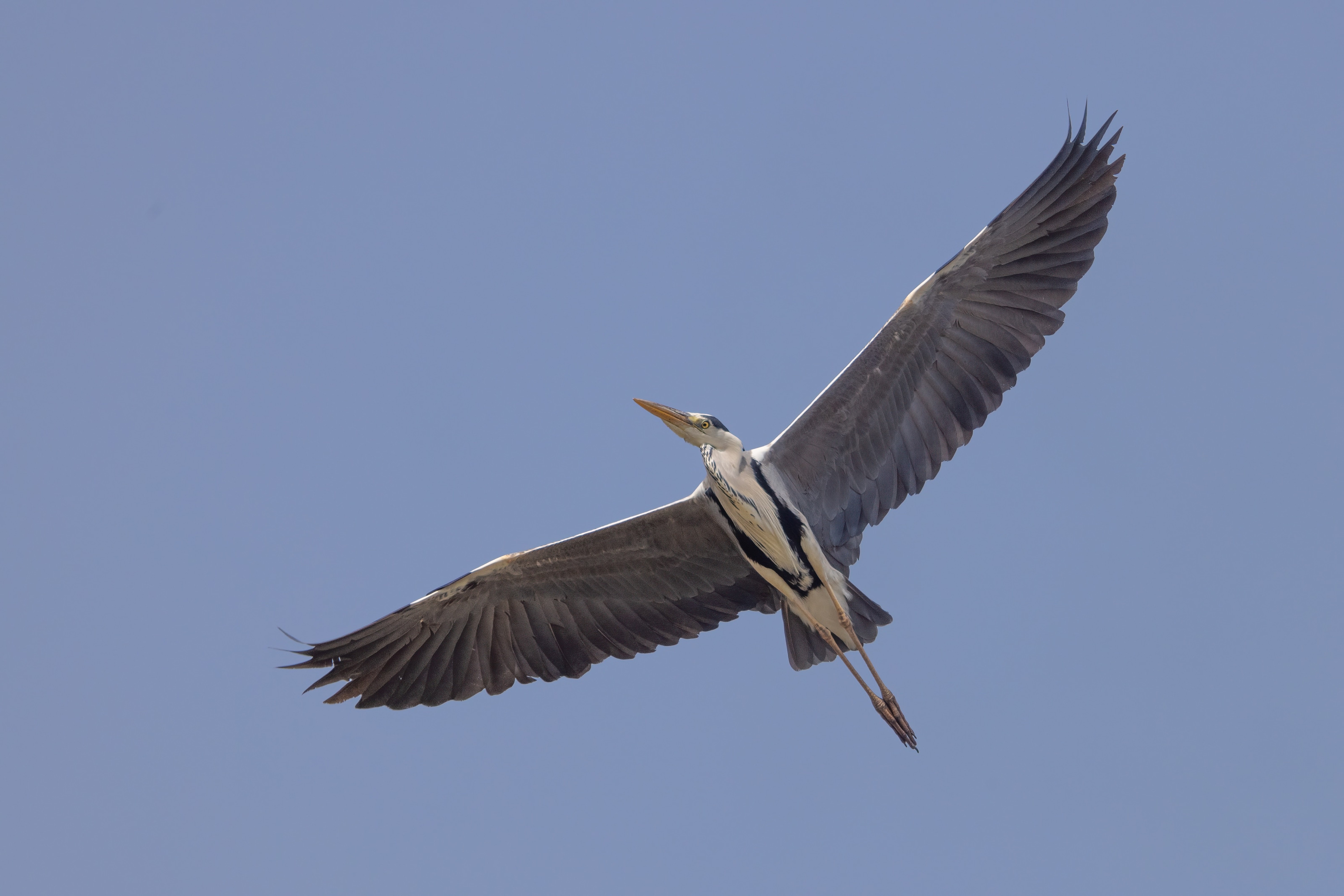 Grey Heron