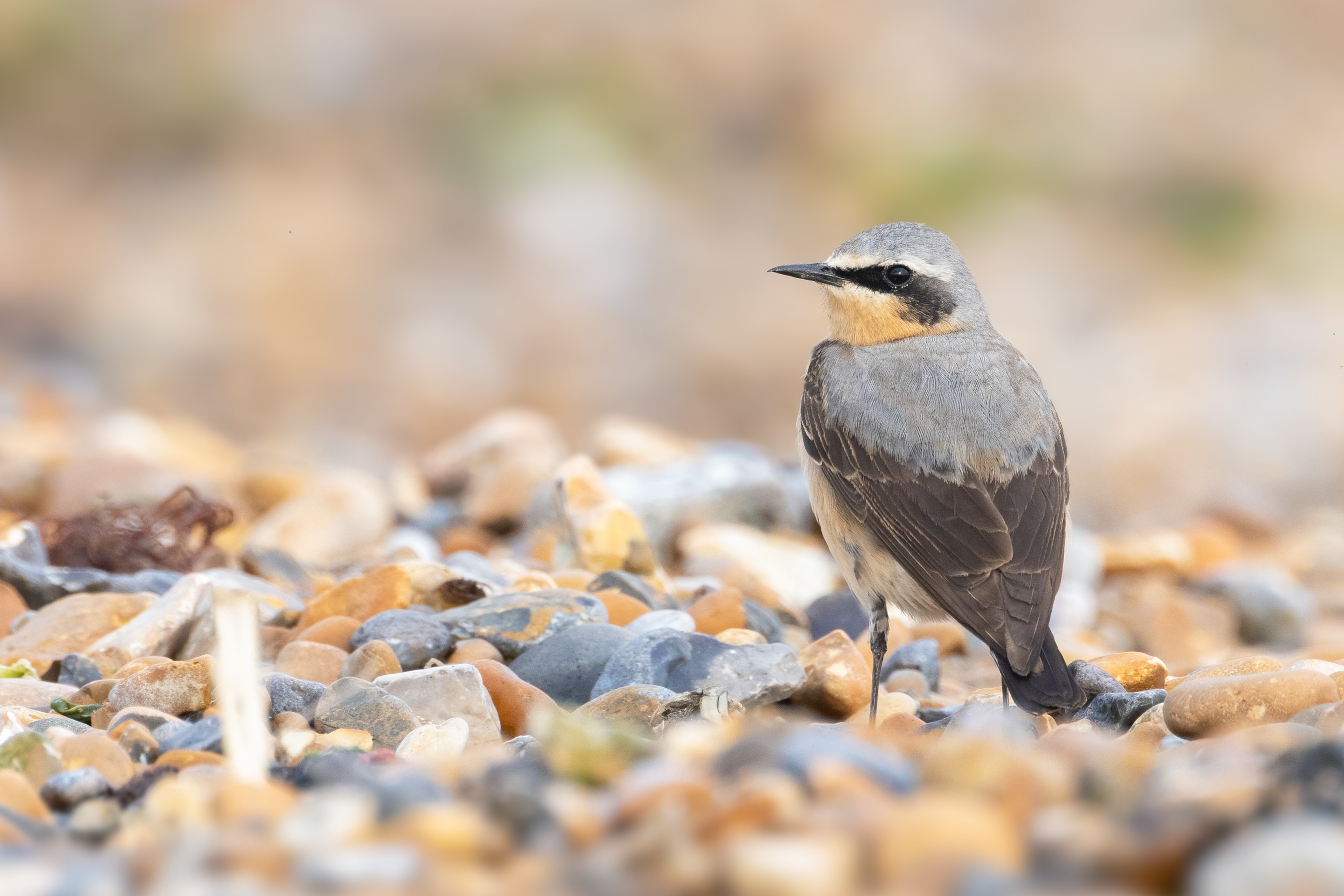 Northern Wheatear (Oenanthe oenanthe) at Reculver (Kent)