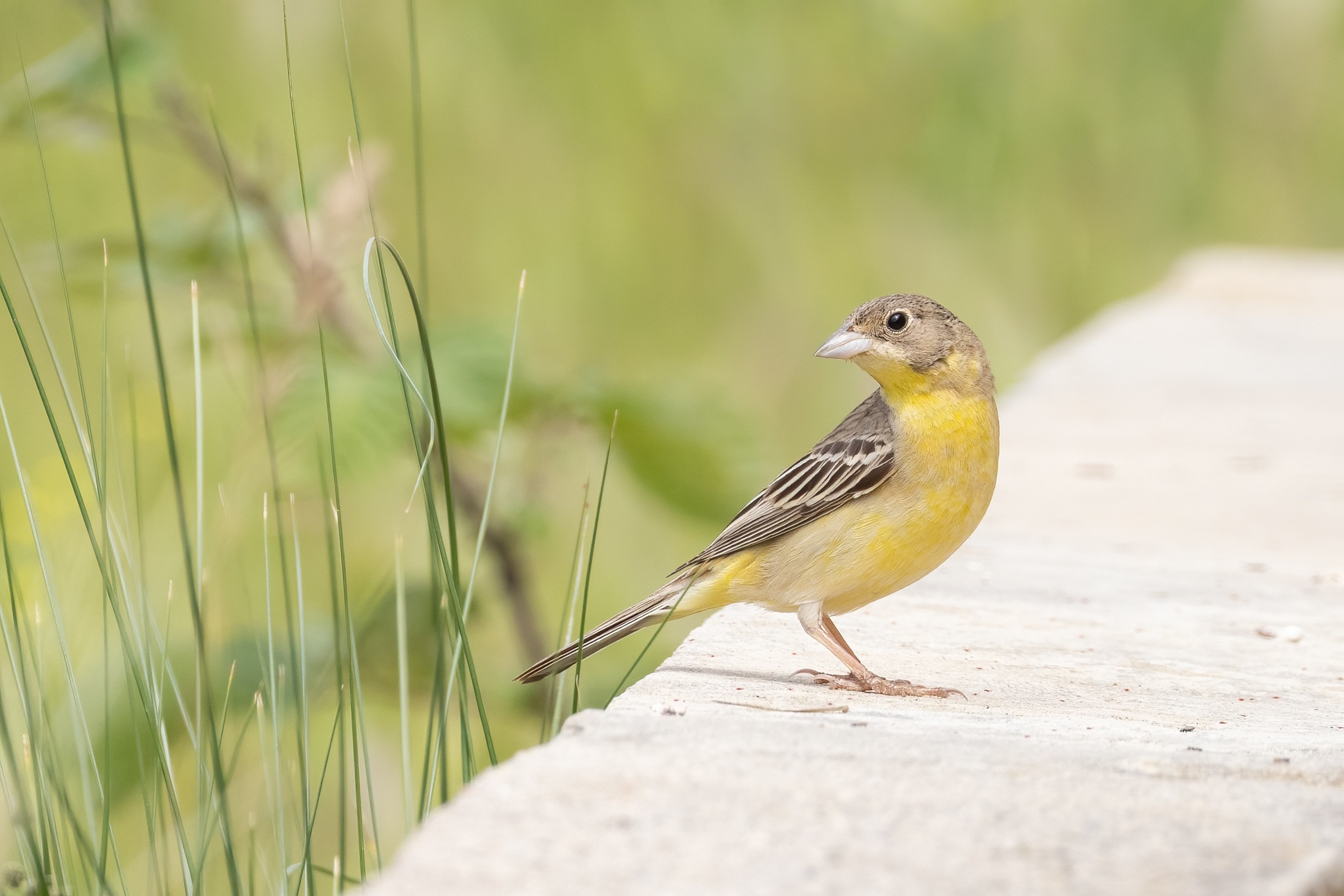 Black-headed Bunting