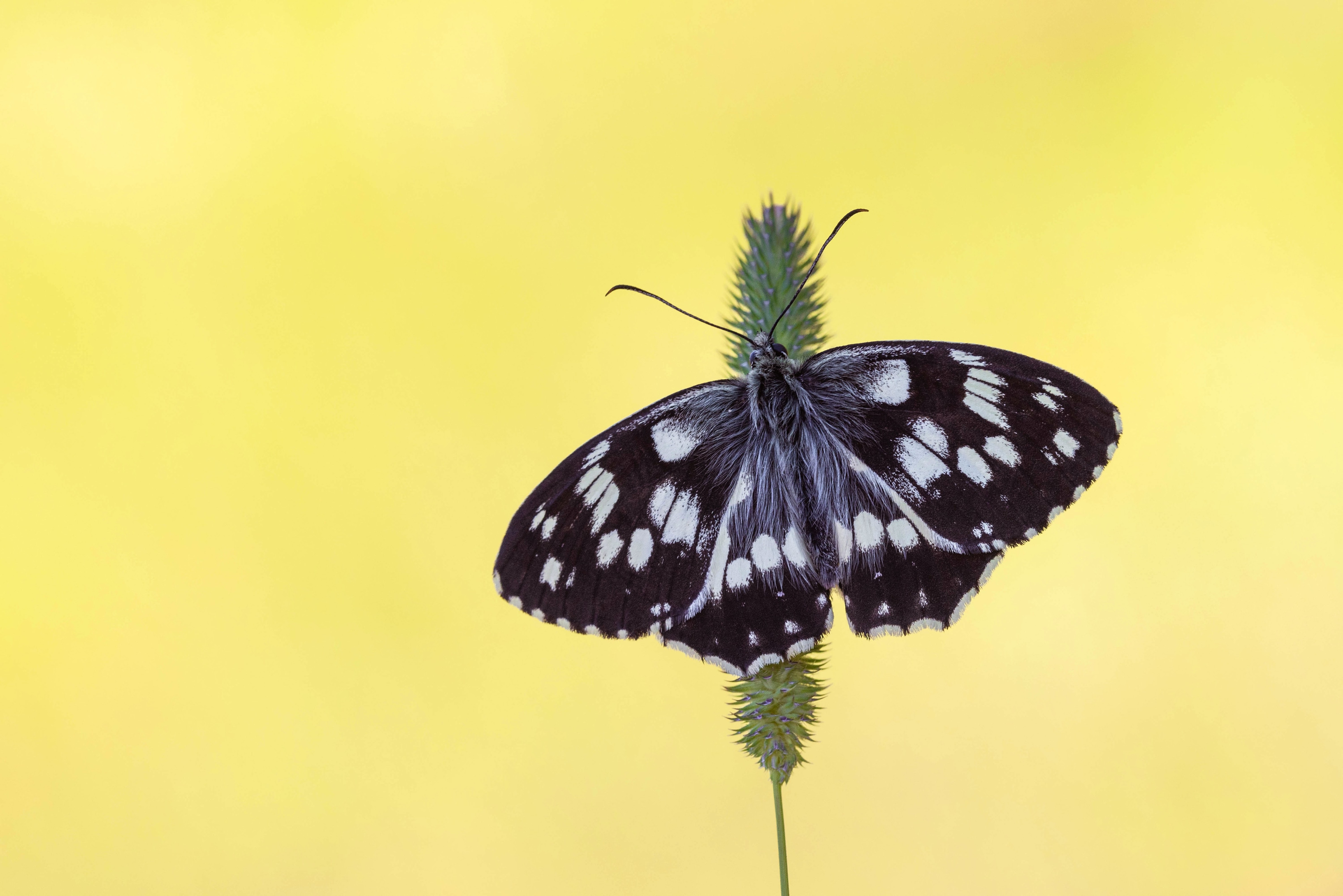 Marbled White