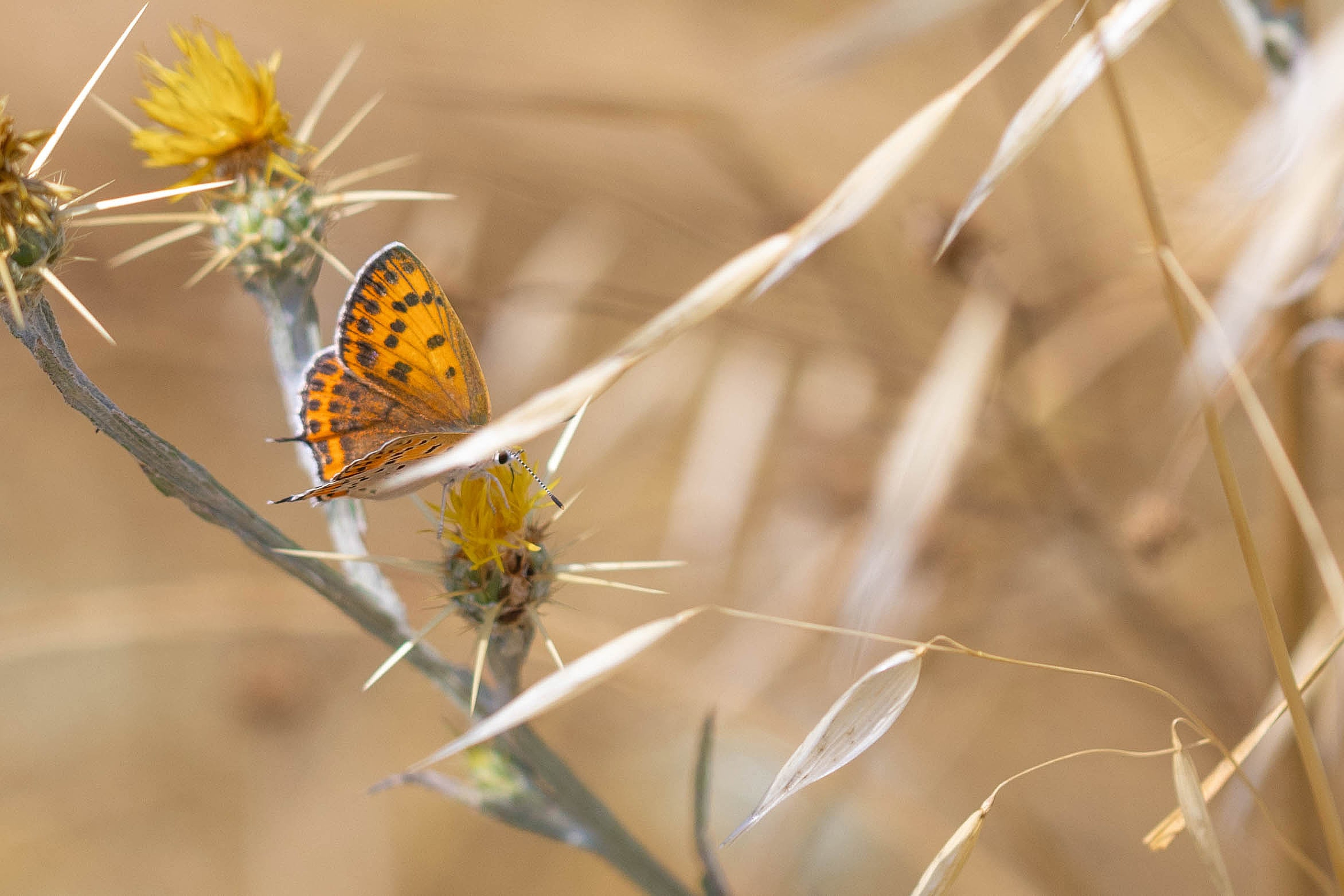 Lesser Fiery Copper