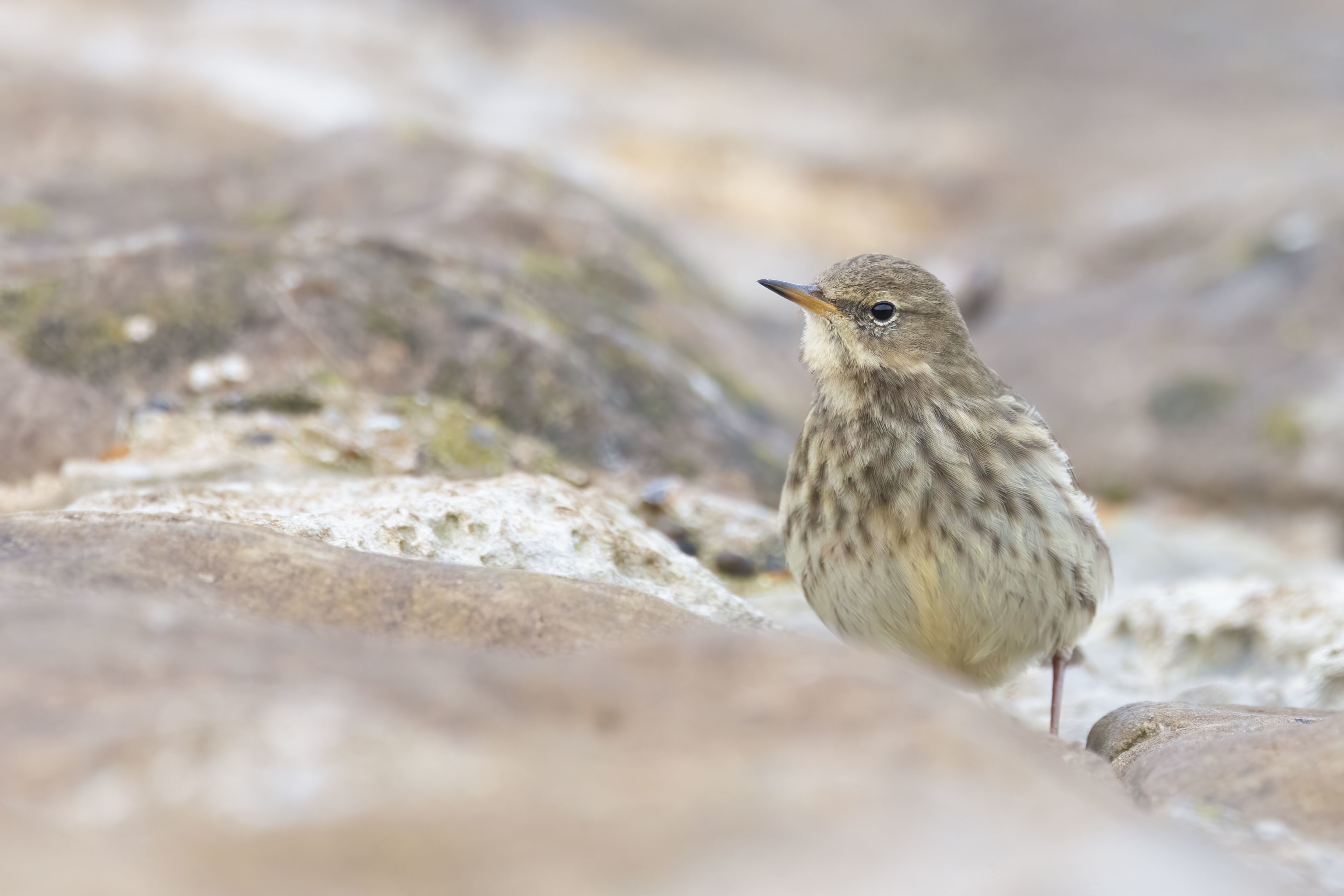 Rock Pipit at Reculver Towers (Kent)