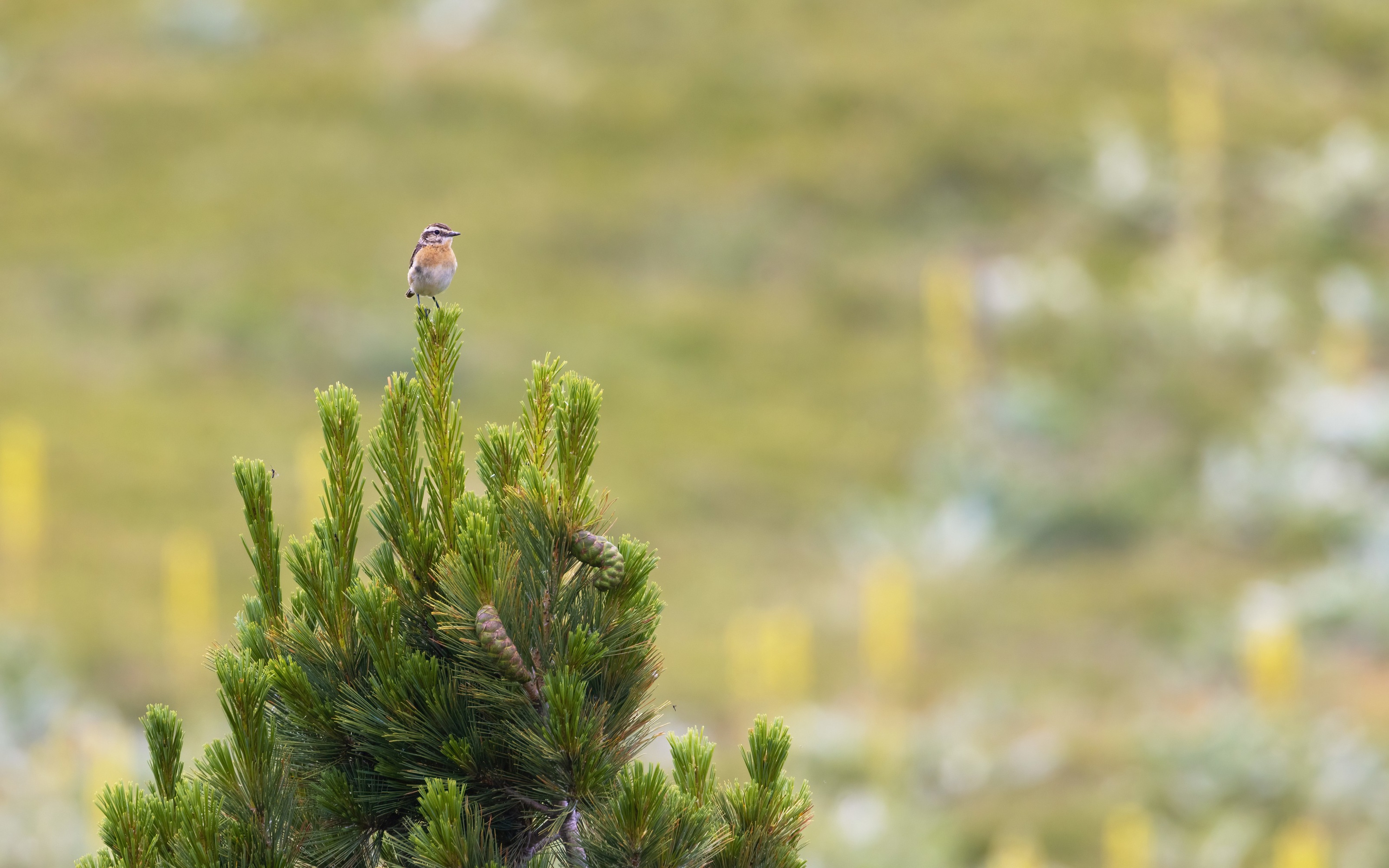 Whinchat