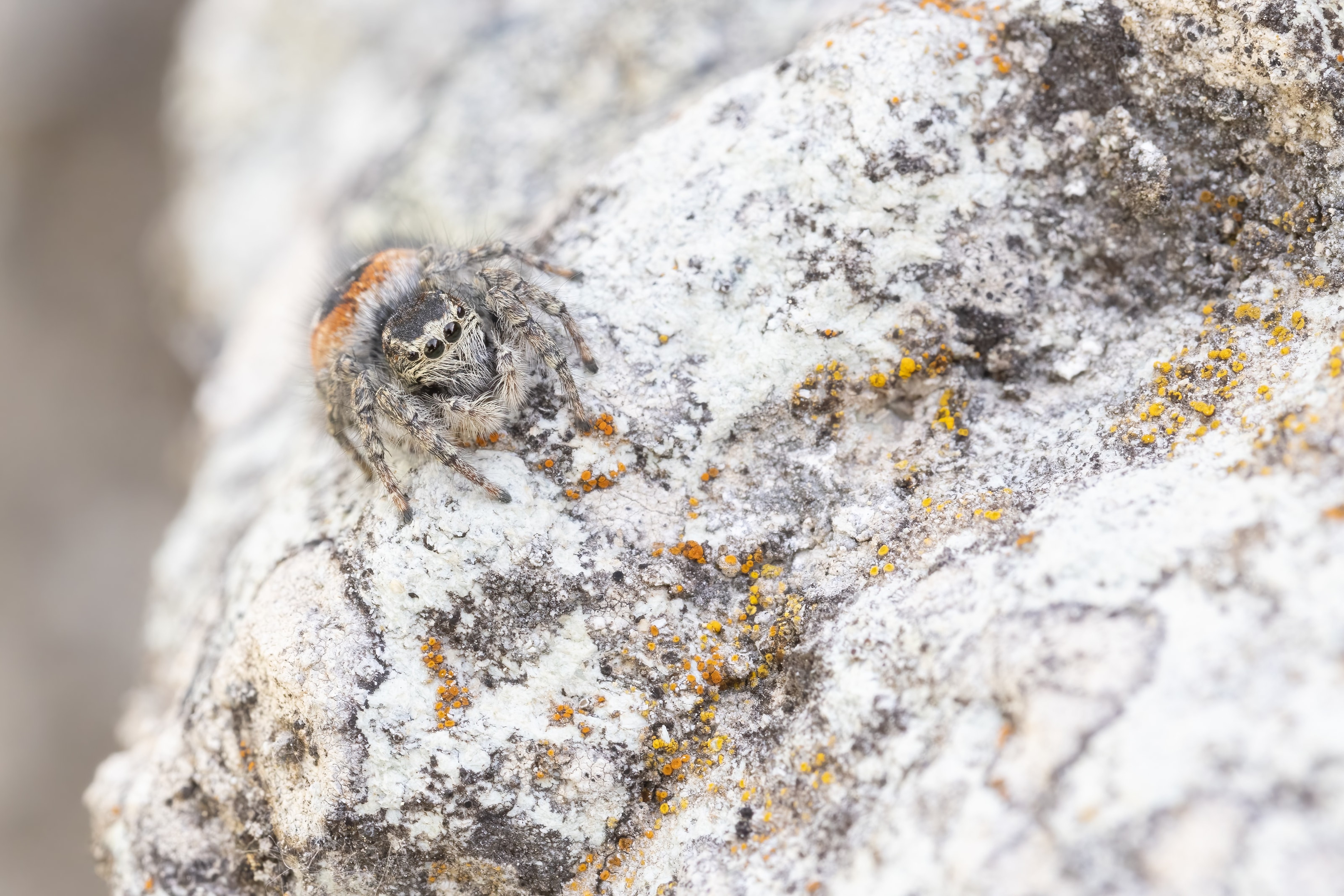 Red-bellied Jumping Spider