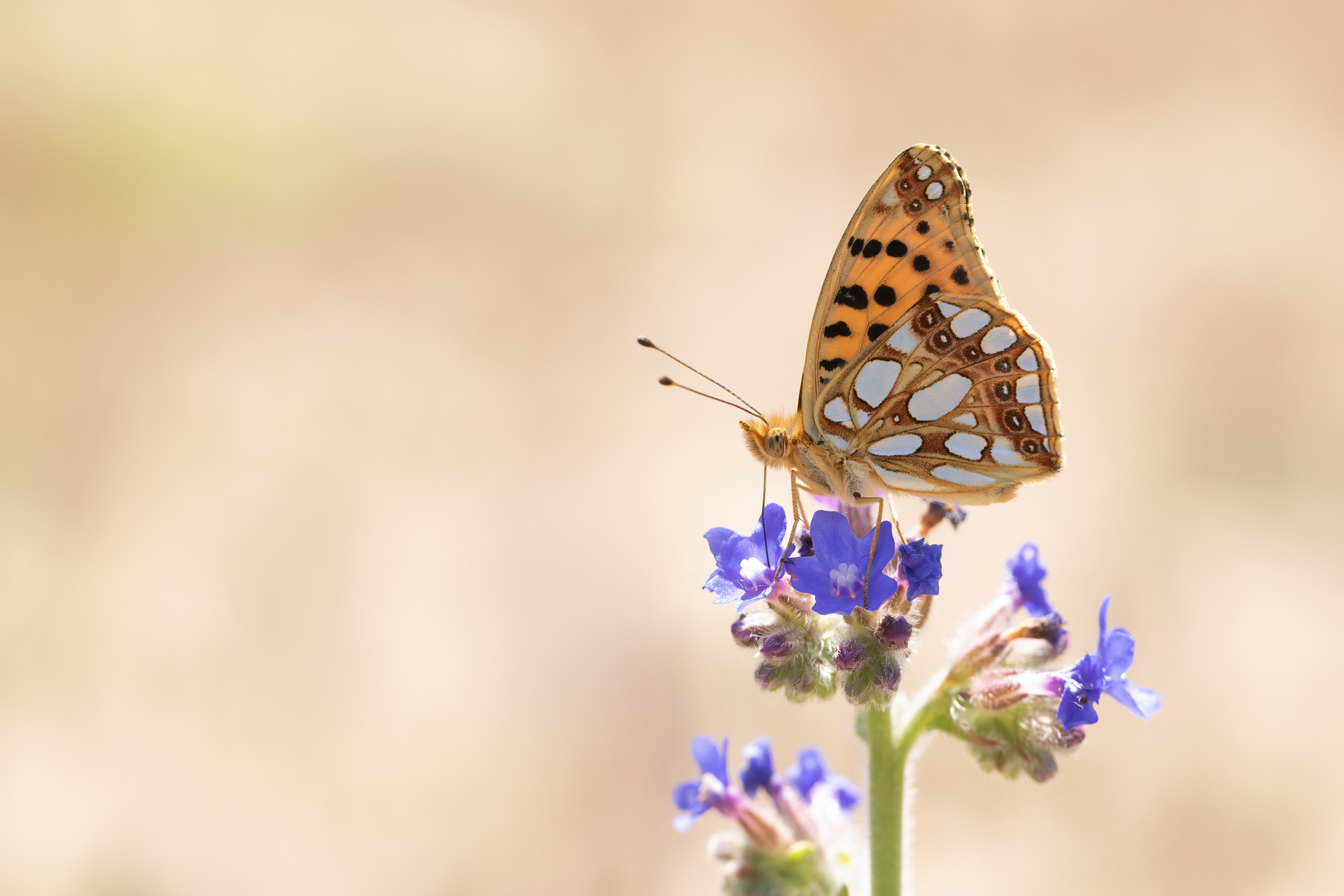 Queen of Spain Fritillary