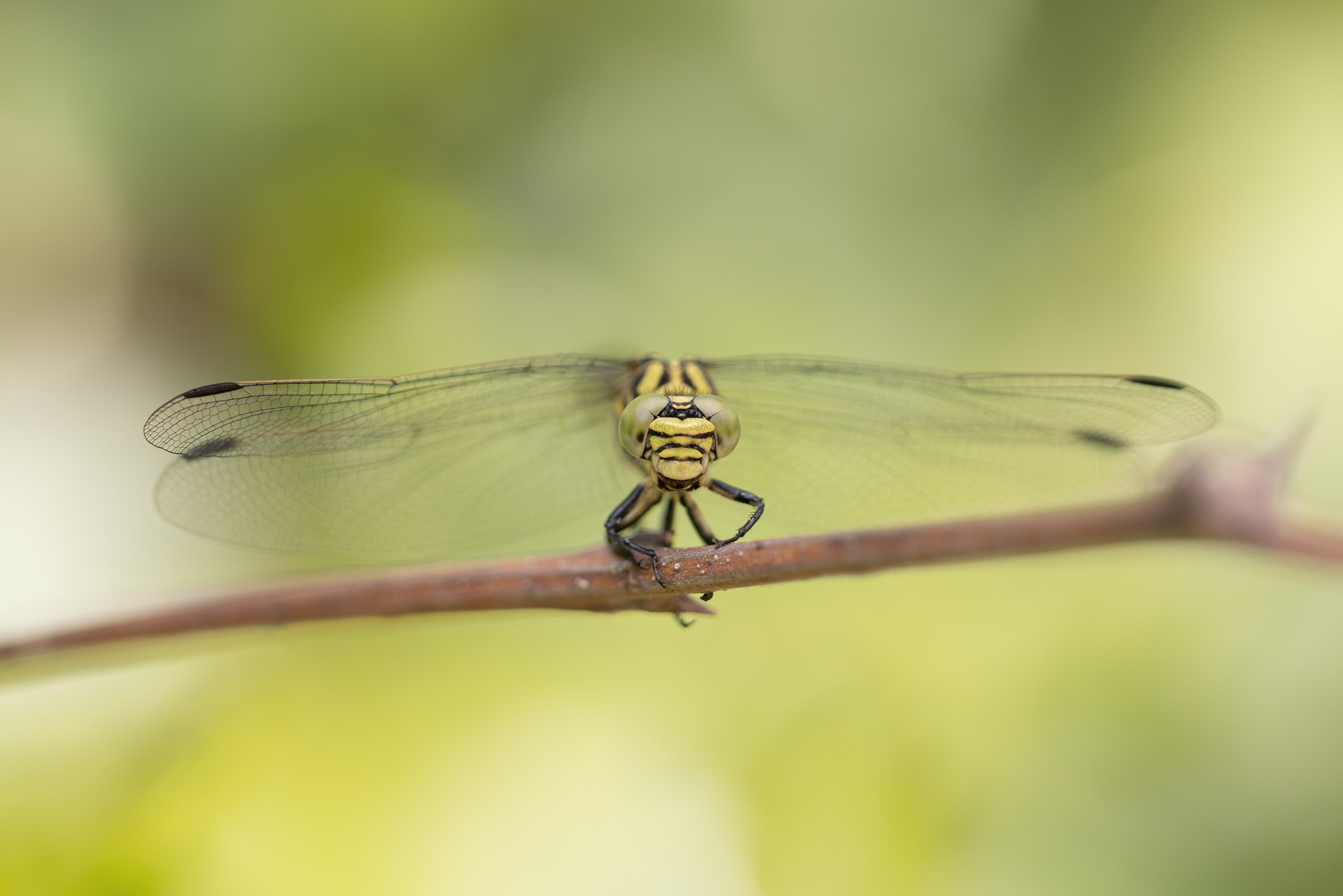 Small Pincertail