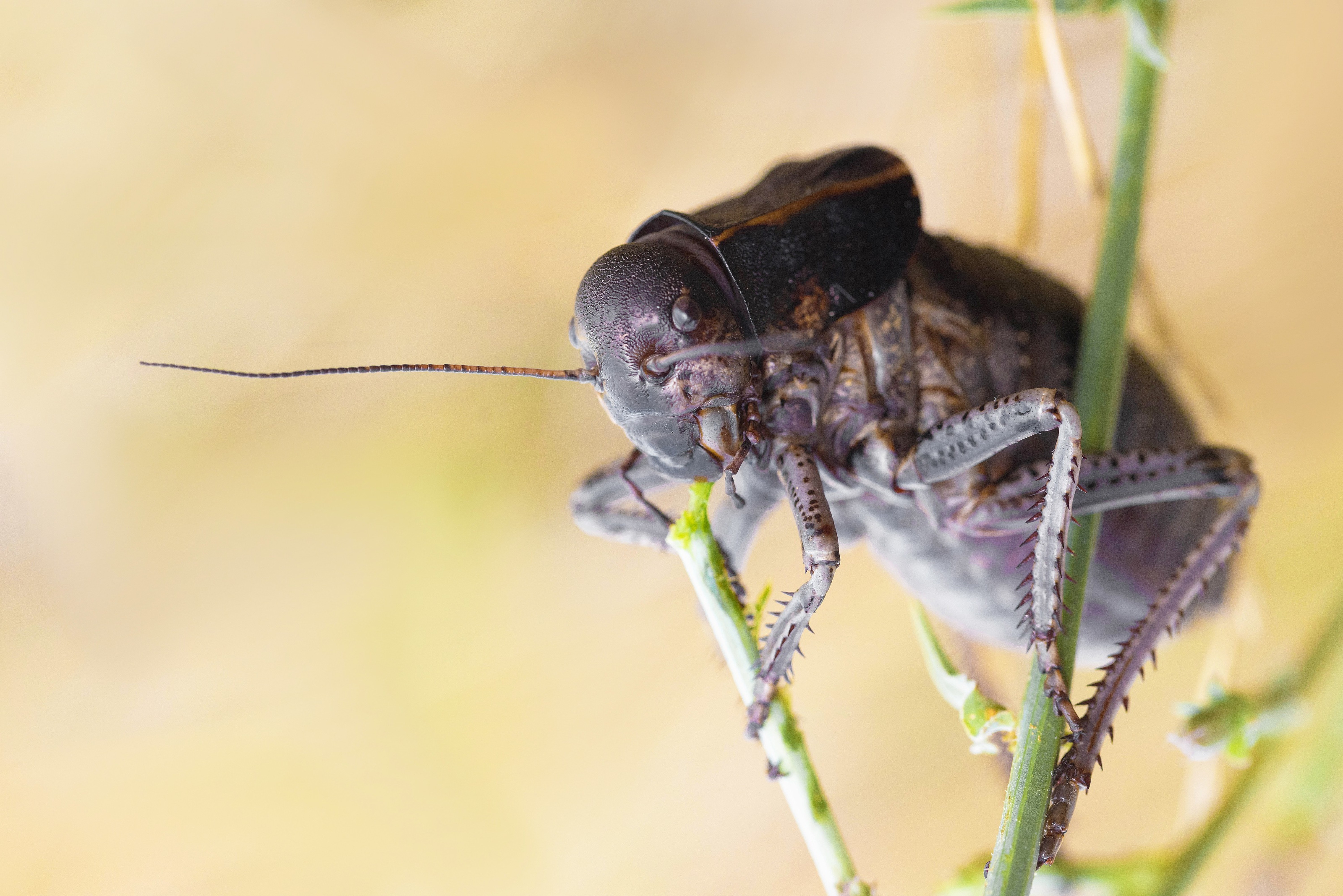 Bronze Glandular Bush-cricket (Bradyporus dasypus)