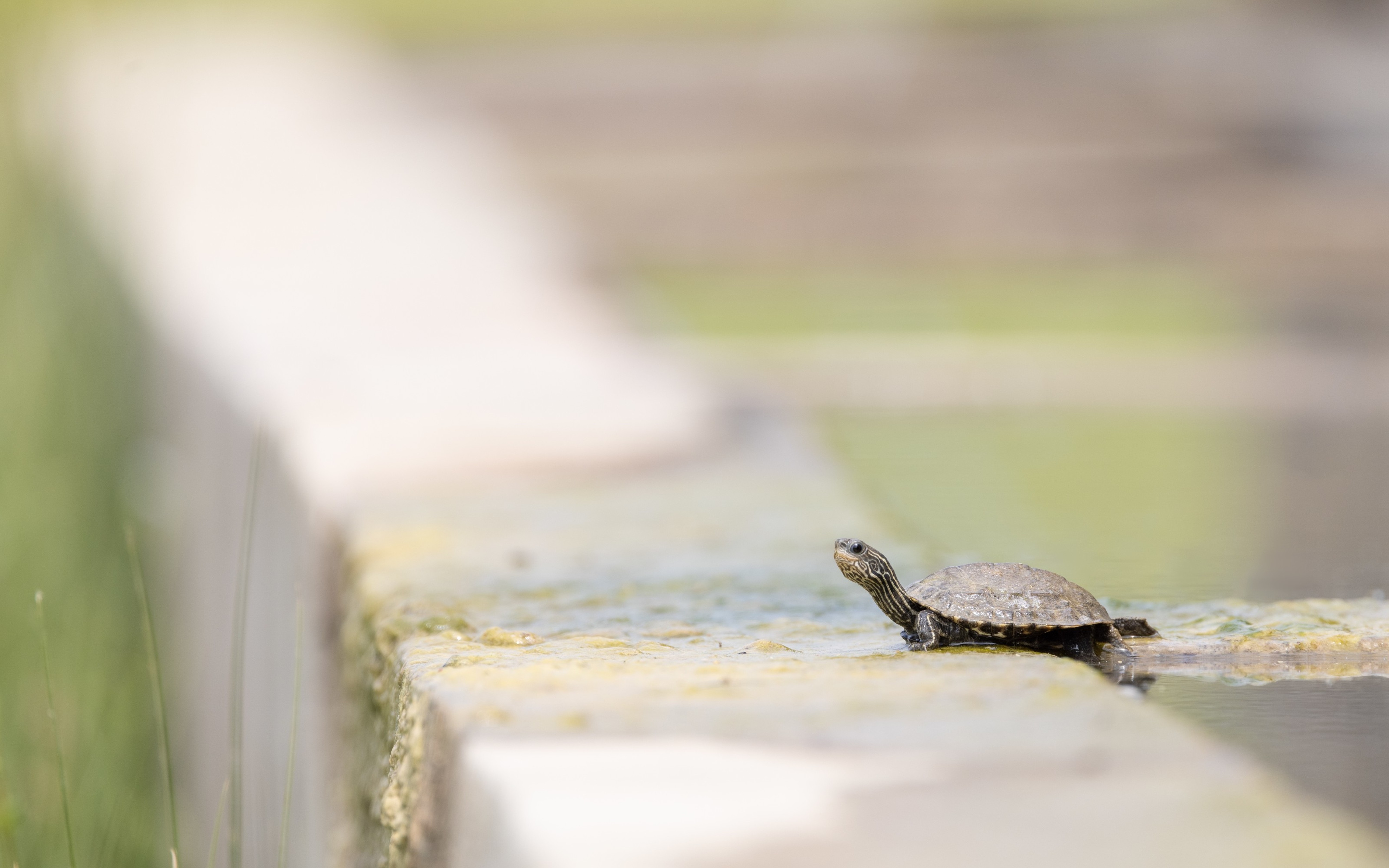 Balkan Pond Terrapin (Mauremys rivulata) from Eastern Rodopi, Bulgaria