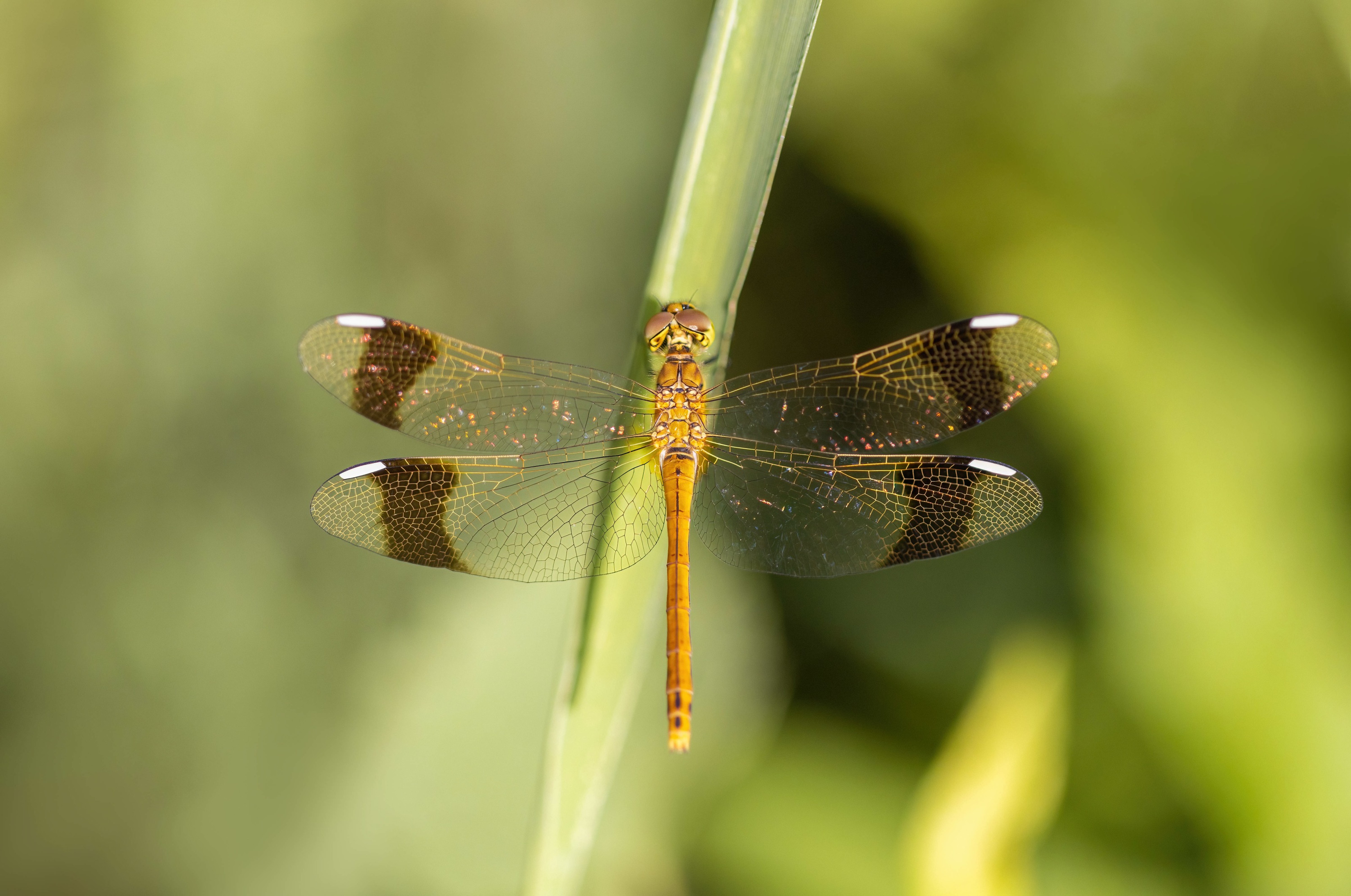 Banded Darter (female)