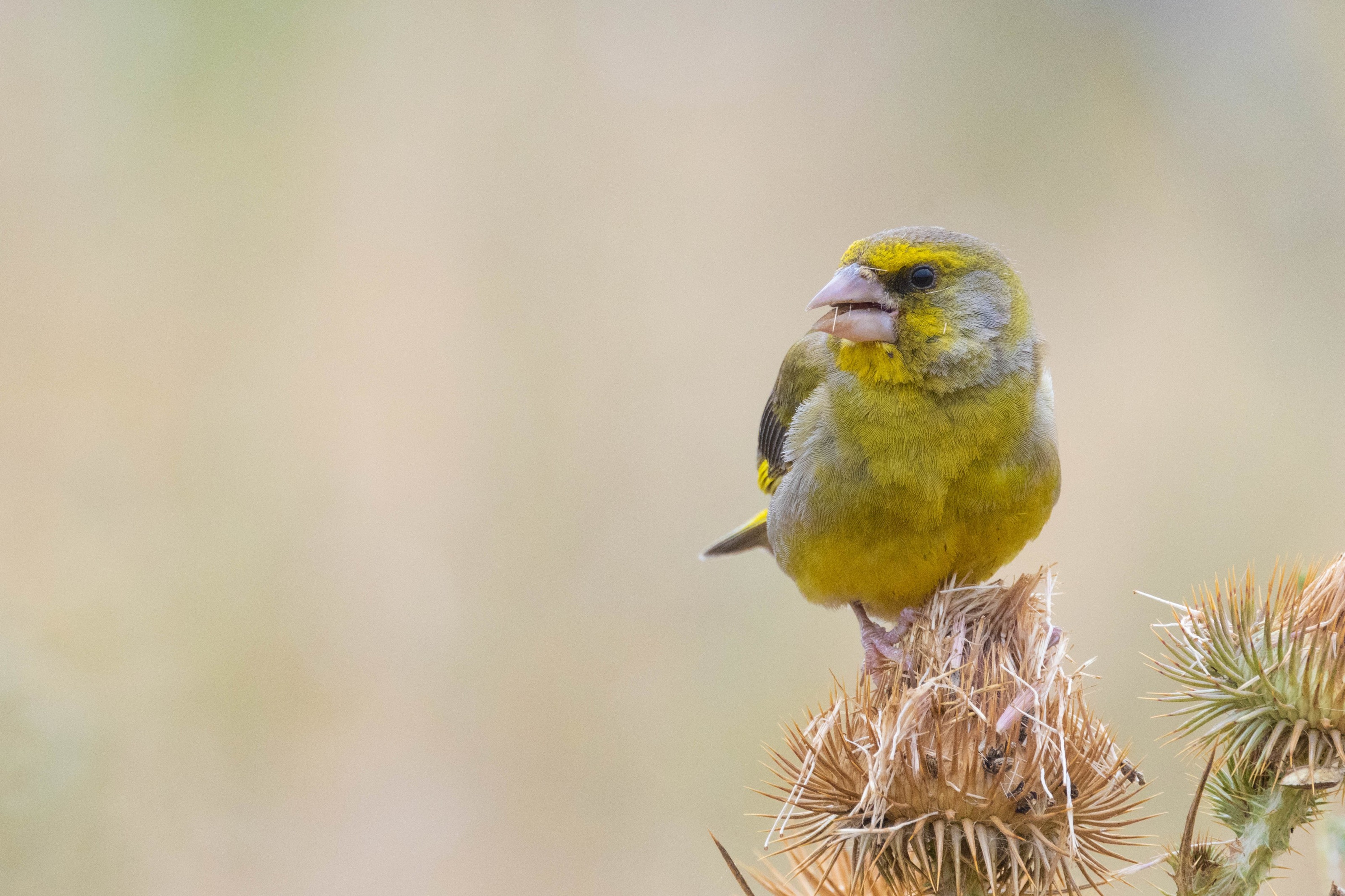 Greenfinch