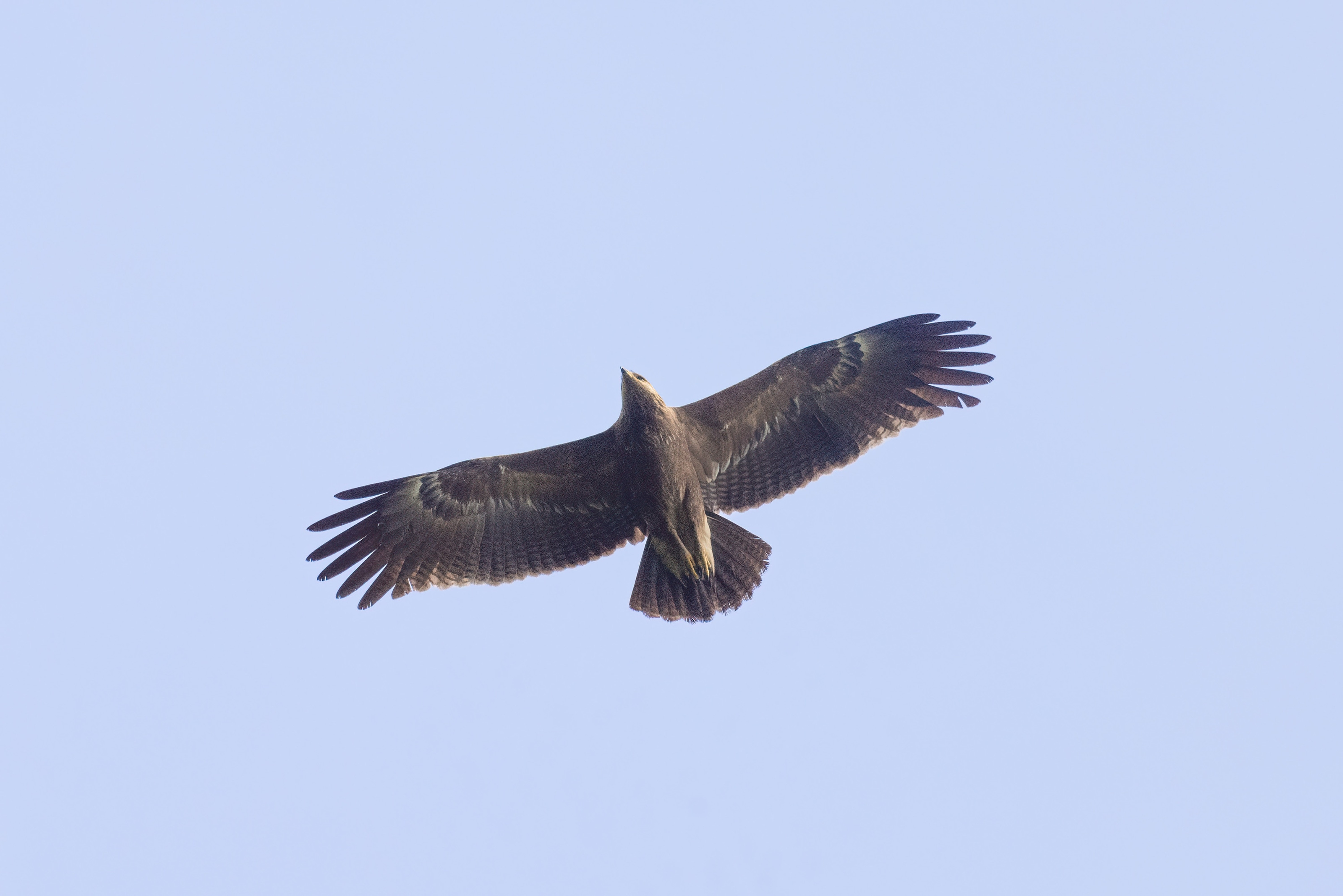 Lesser Spotted Eagle