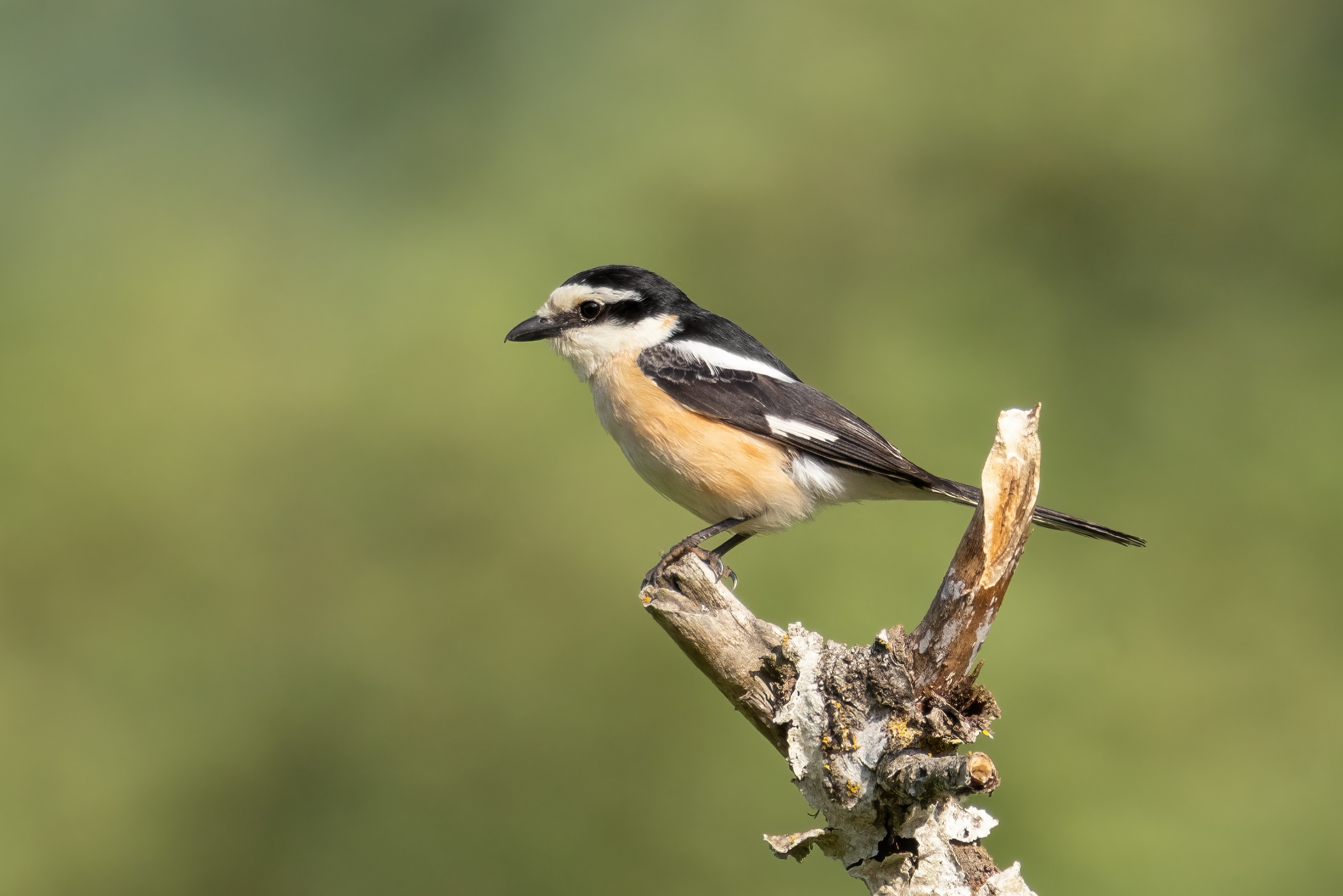 Masked Shrike