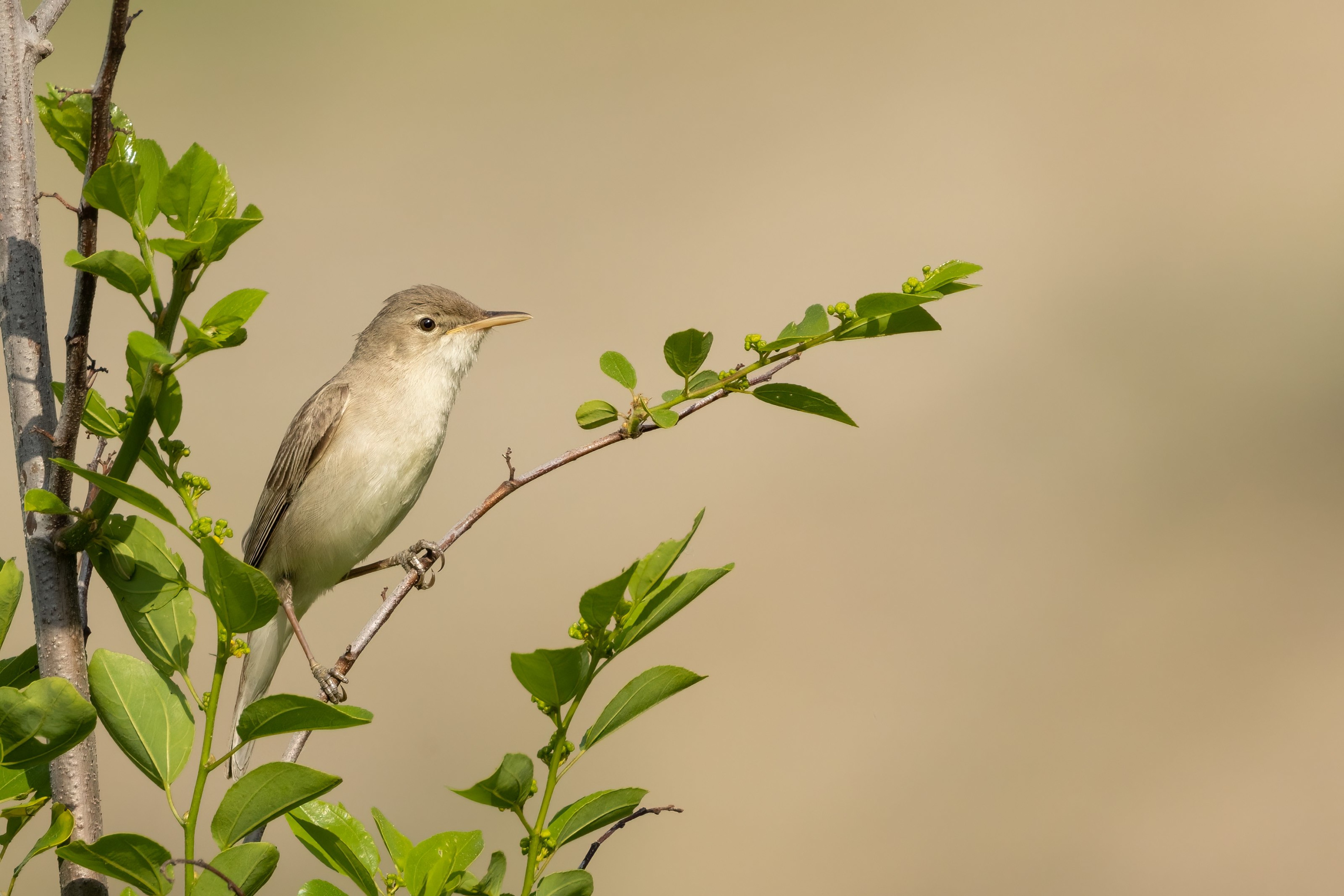 Eastern Olivaceous Warbler - Eastern Rodopi, Bulgaria 