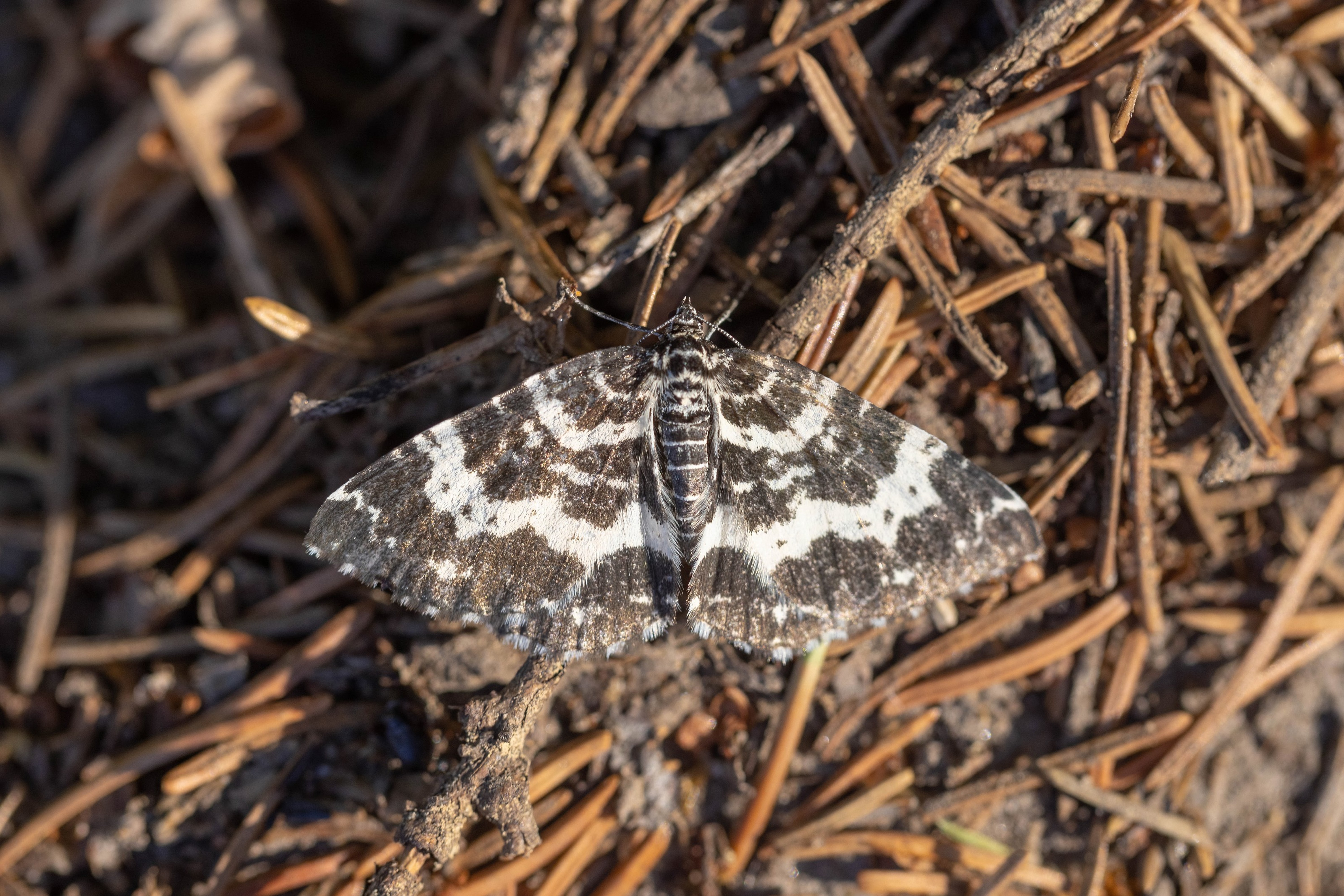 White-banded Black Moth (Rheumaptera subhastata)