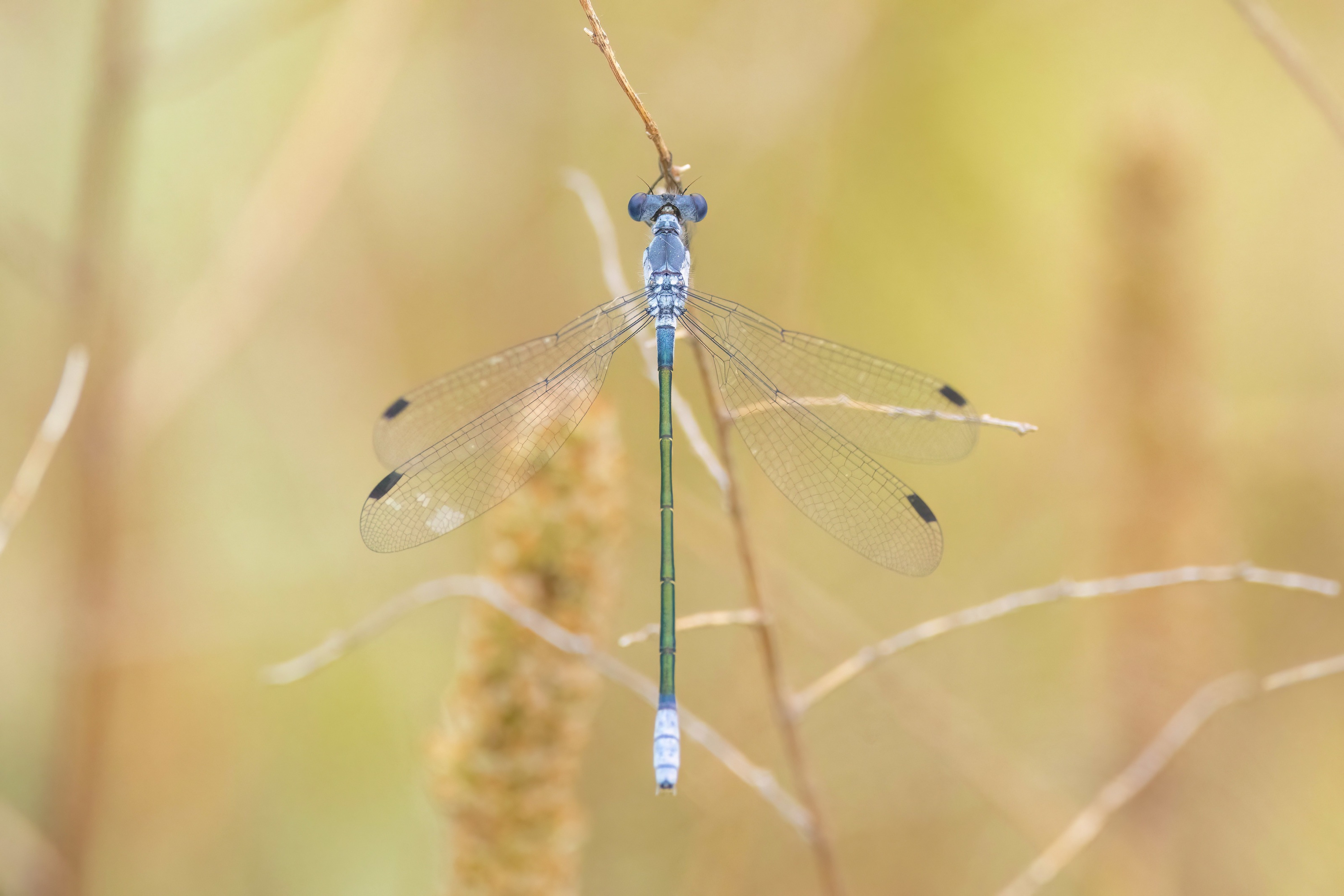 Dark Spreadwing
