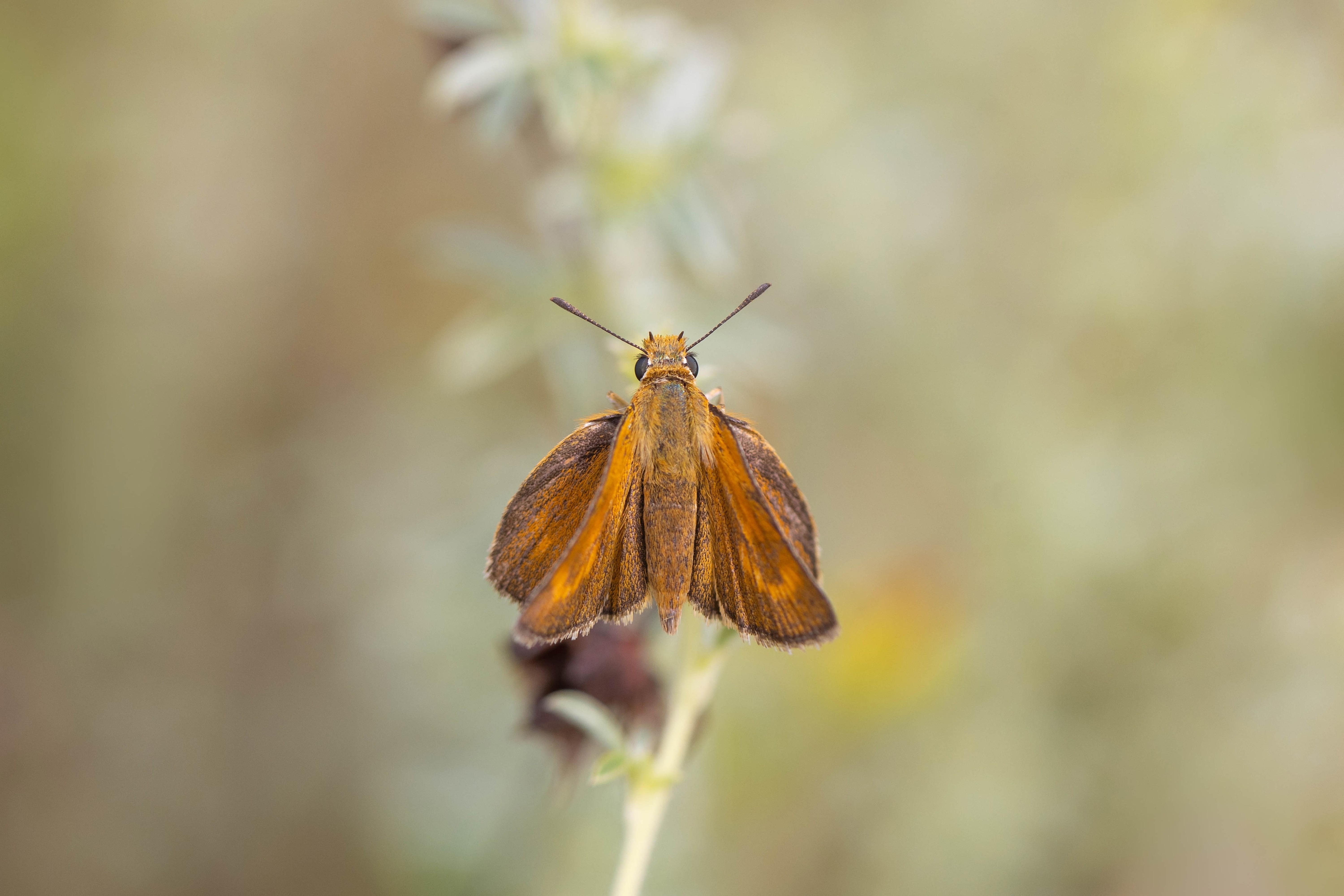 Lulworth Skipper