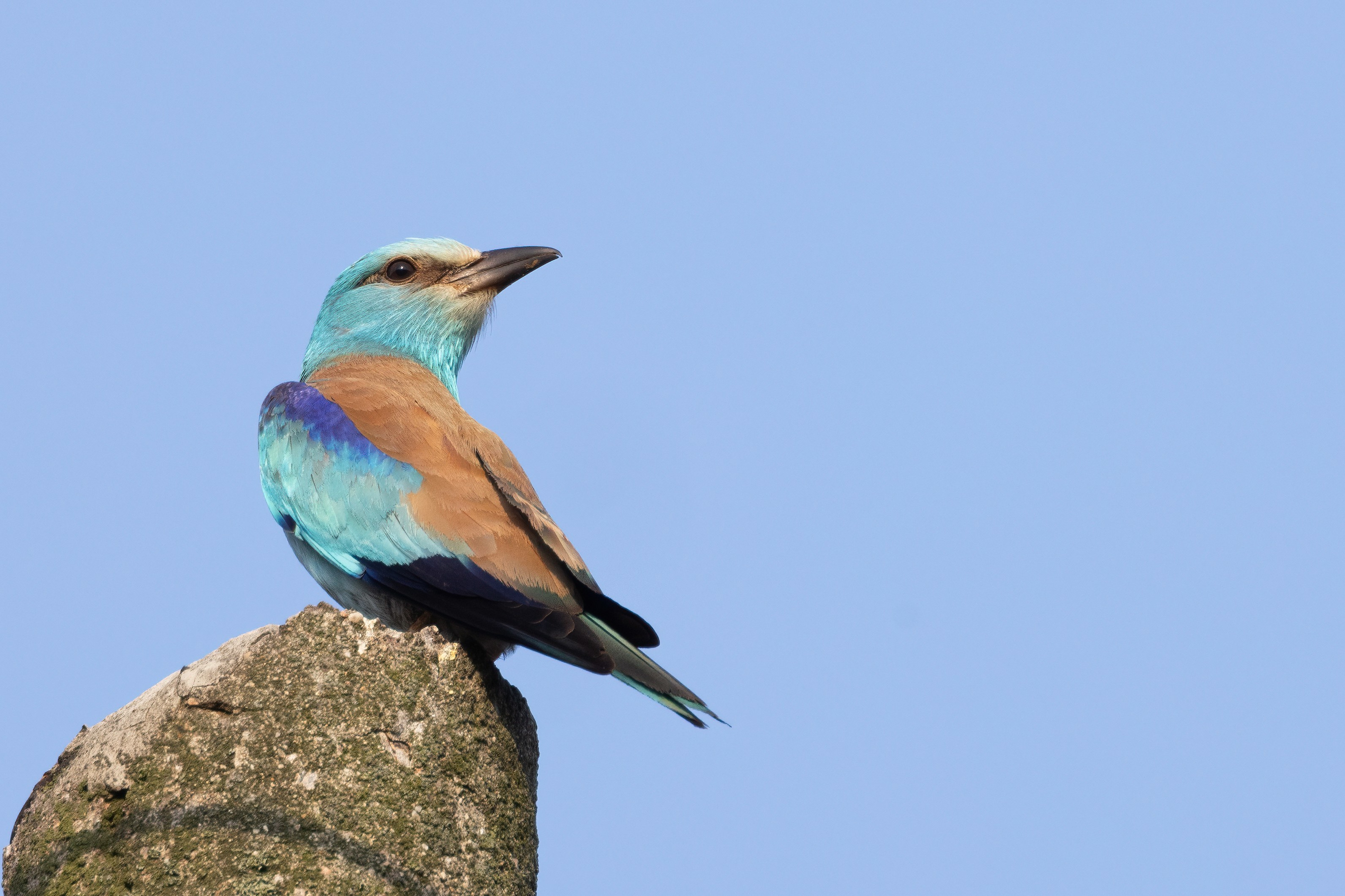 European Roller