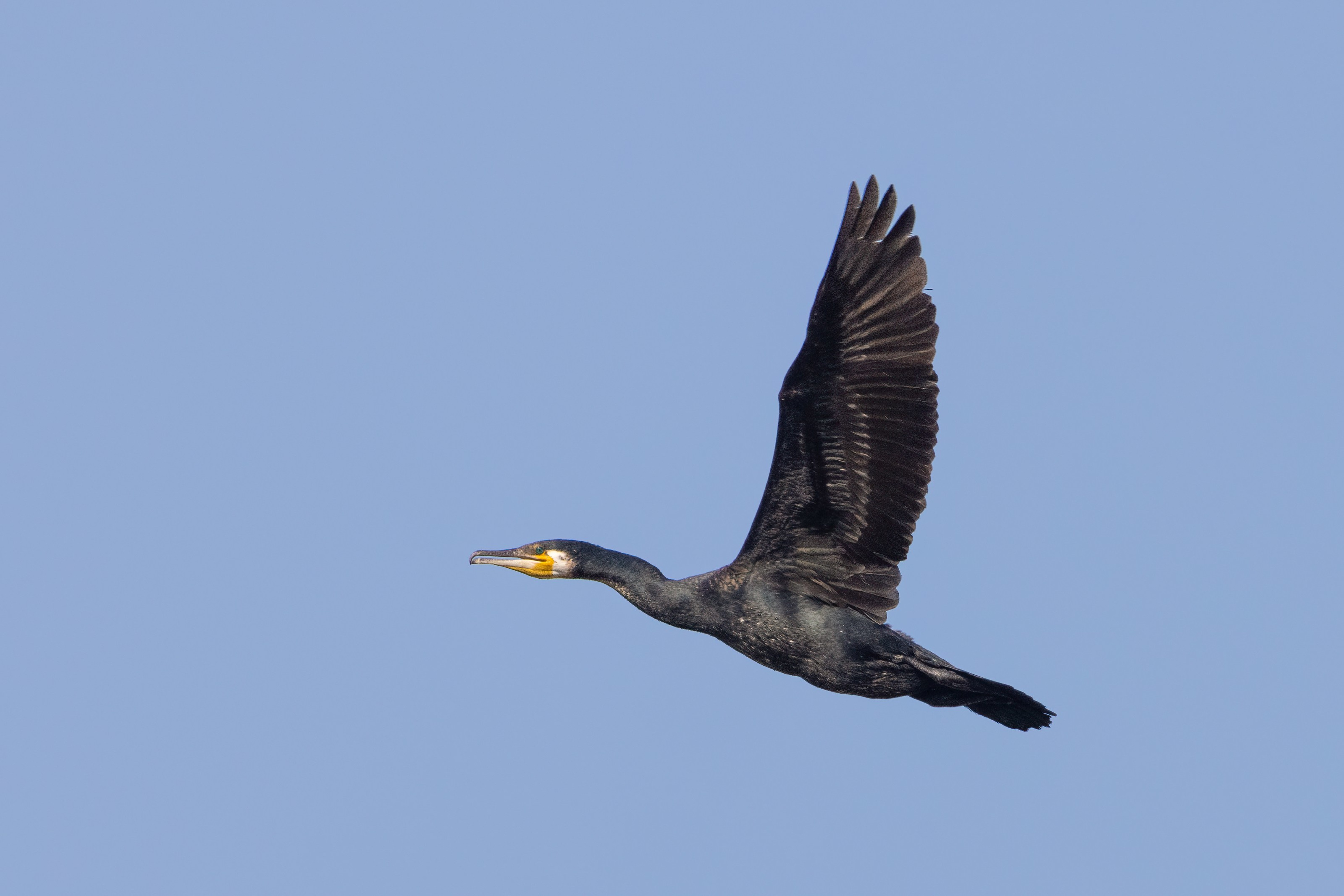 Great Cormorant