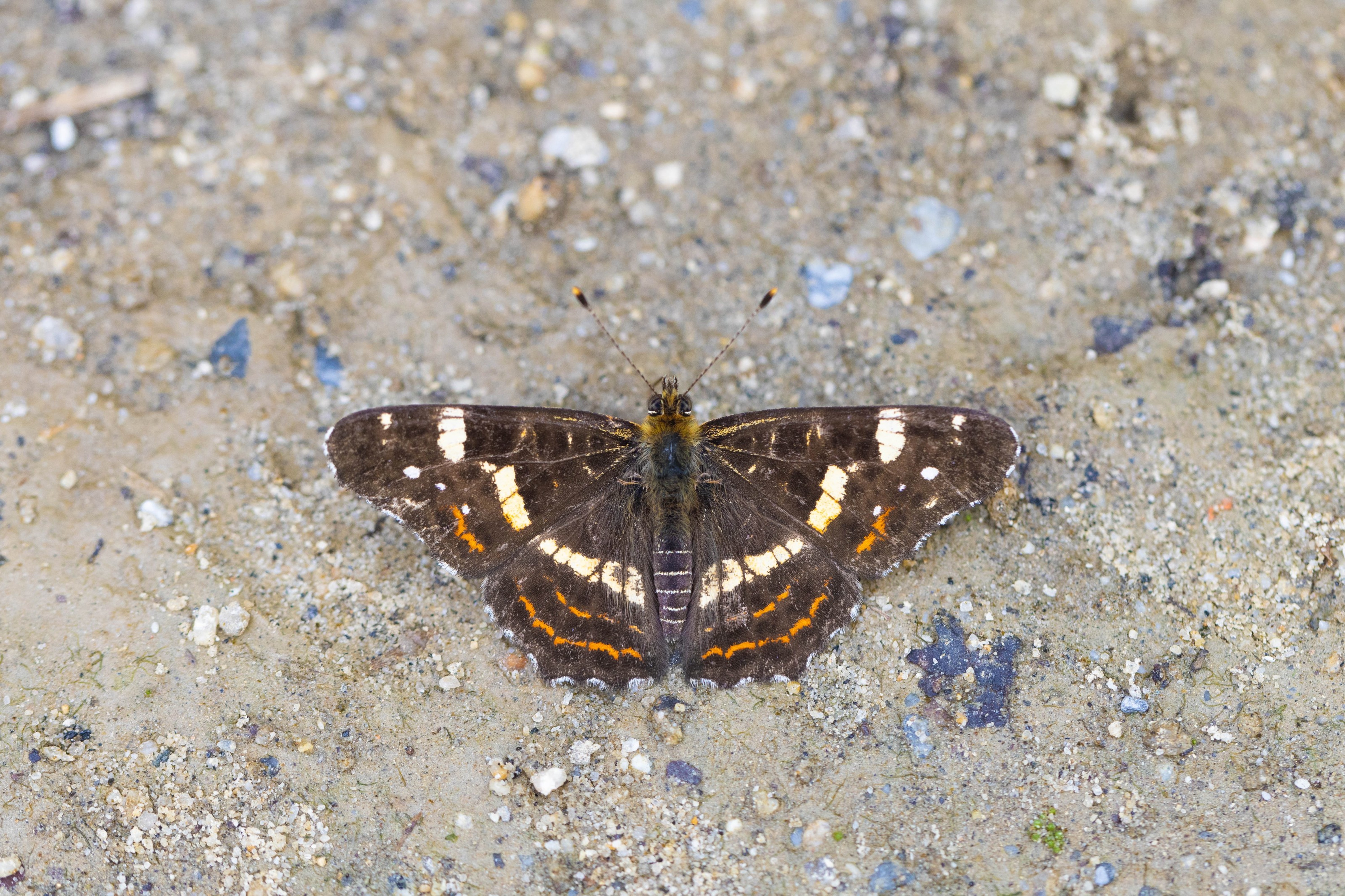 Map Butterfly