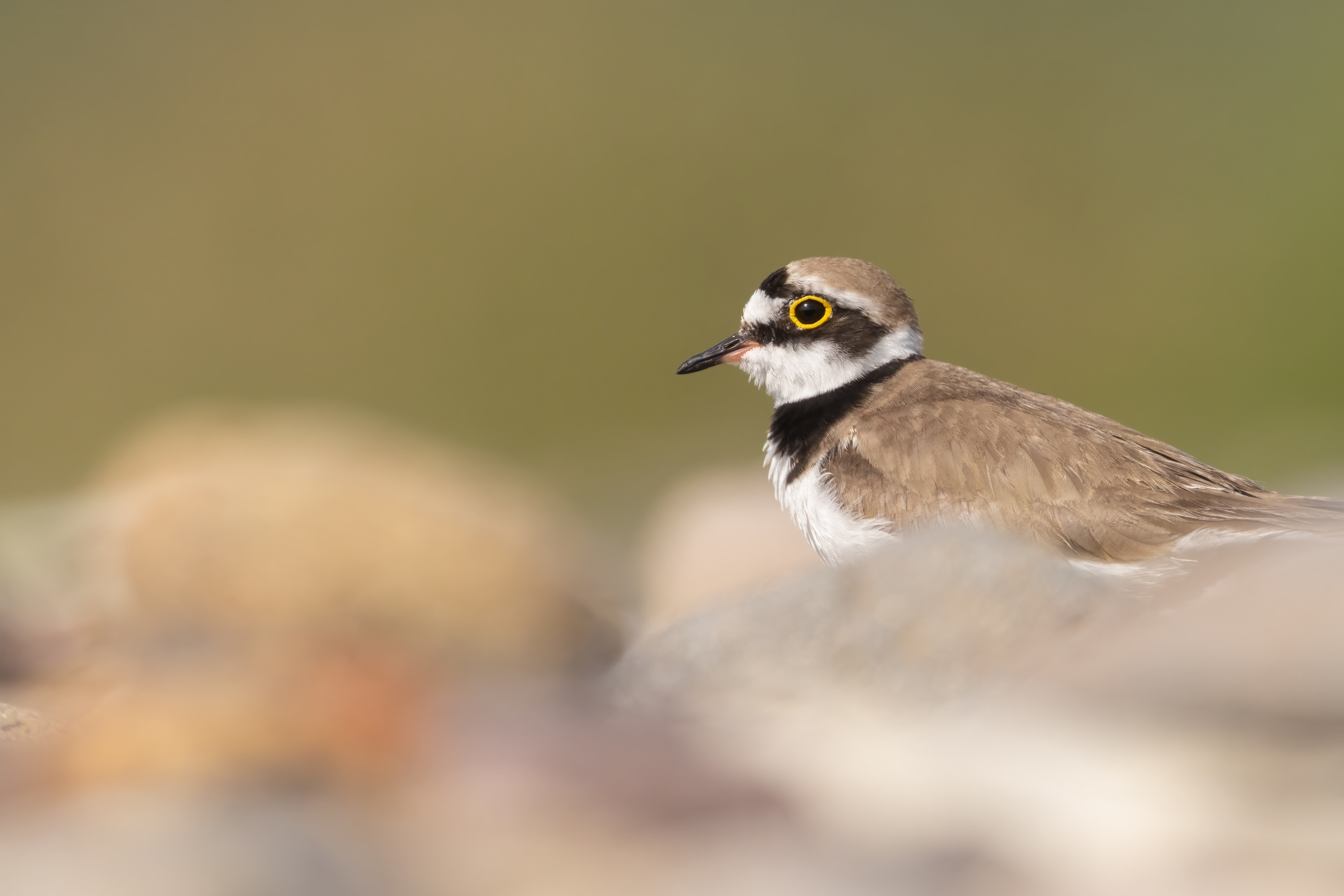 Little Ringed Plover