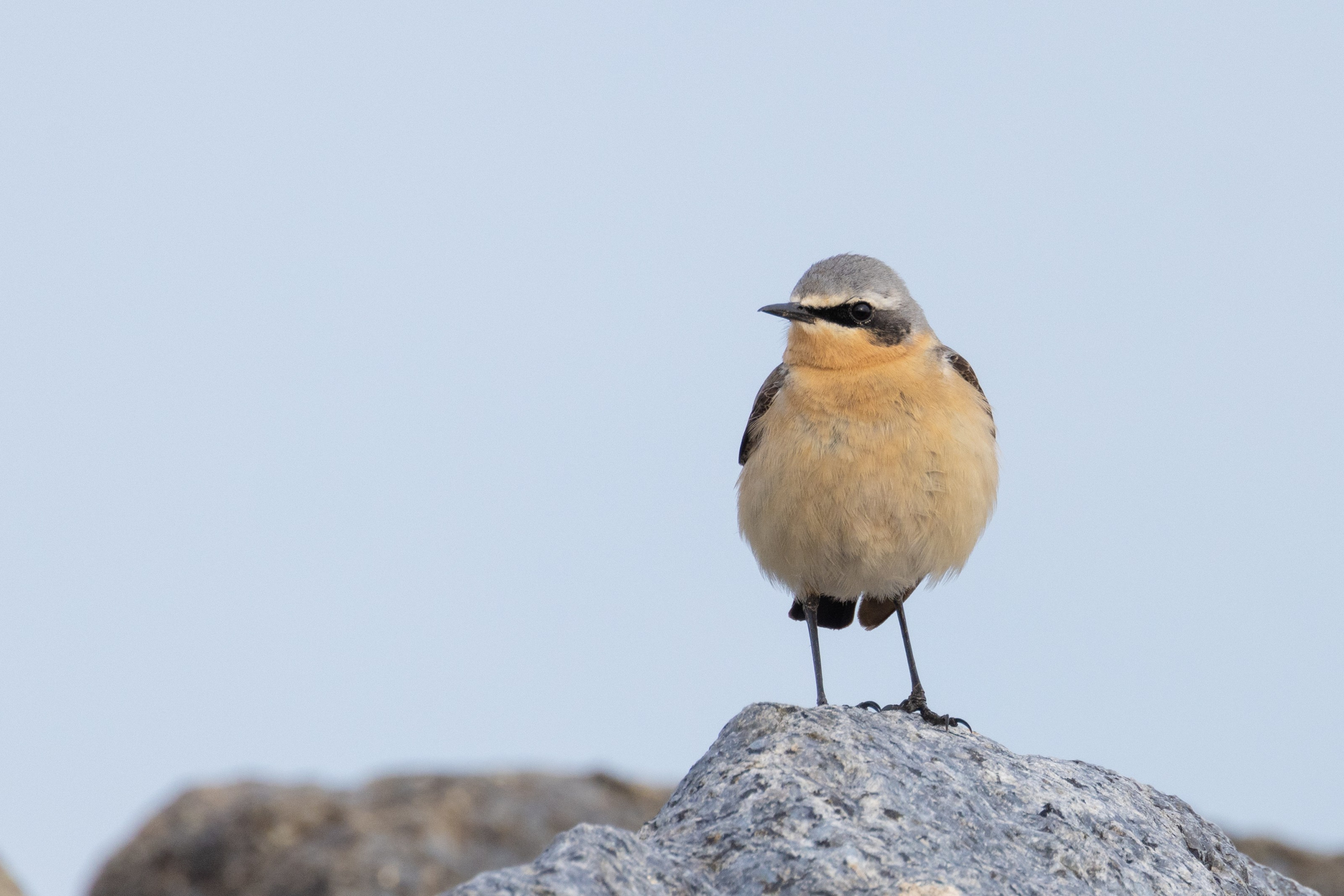 Northern Wheatear (Oenanthe oenanthe) at Reculver (Kent)