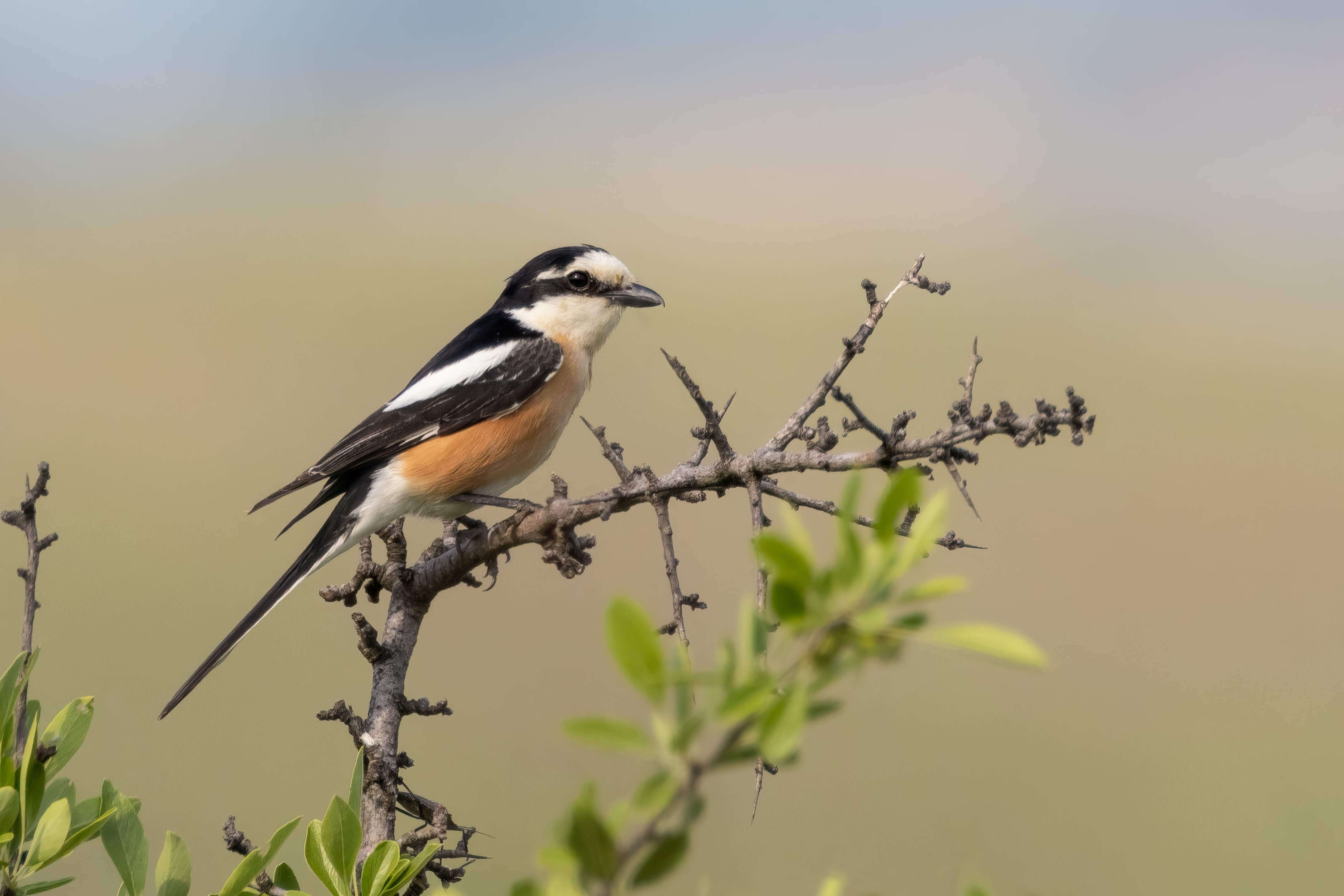 Masked Shrike