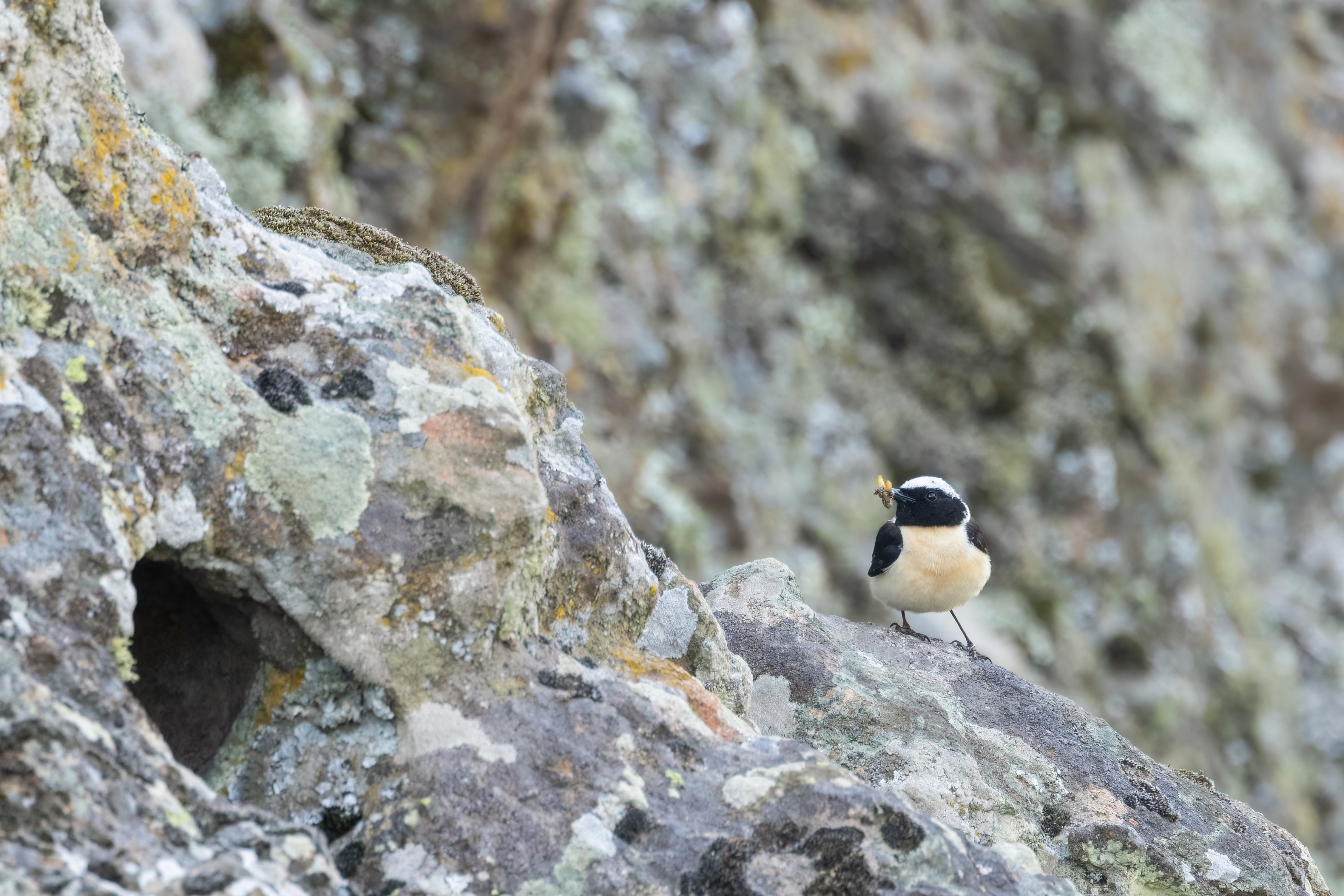 Eastern Black-eared Wheatear (male)