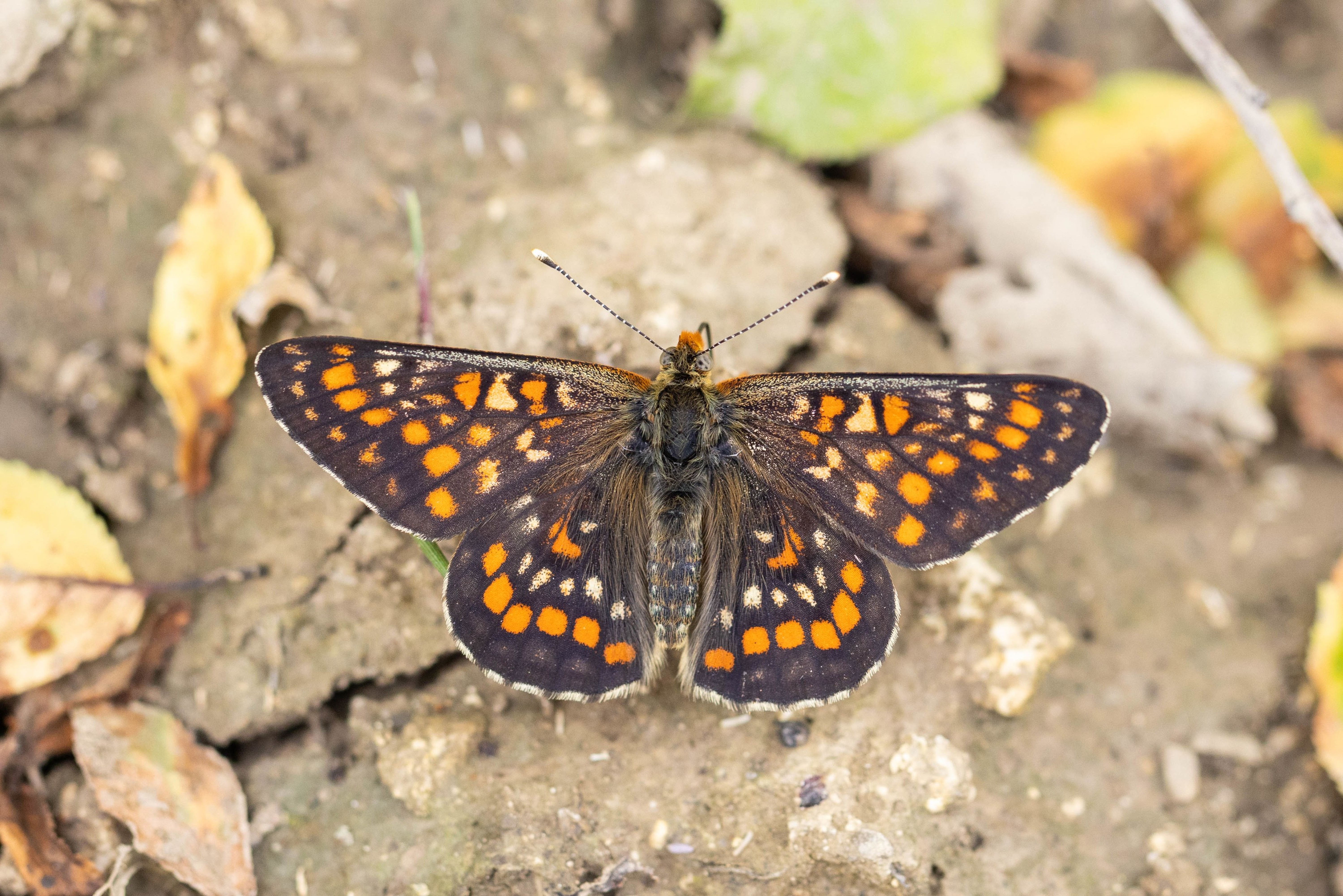 Scarce Fritillary (Euphydryas maturna) in northern Bulgaria
