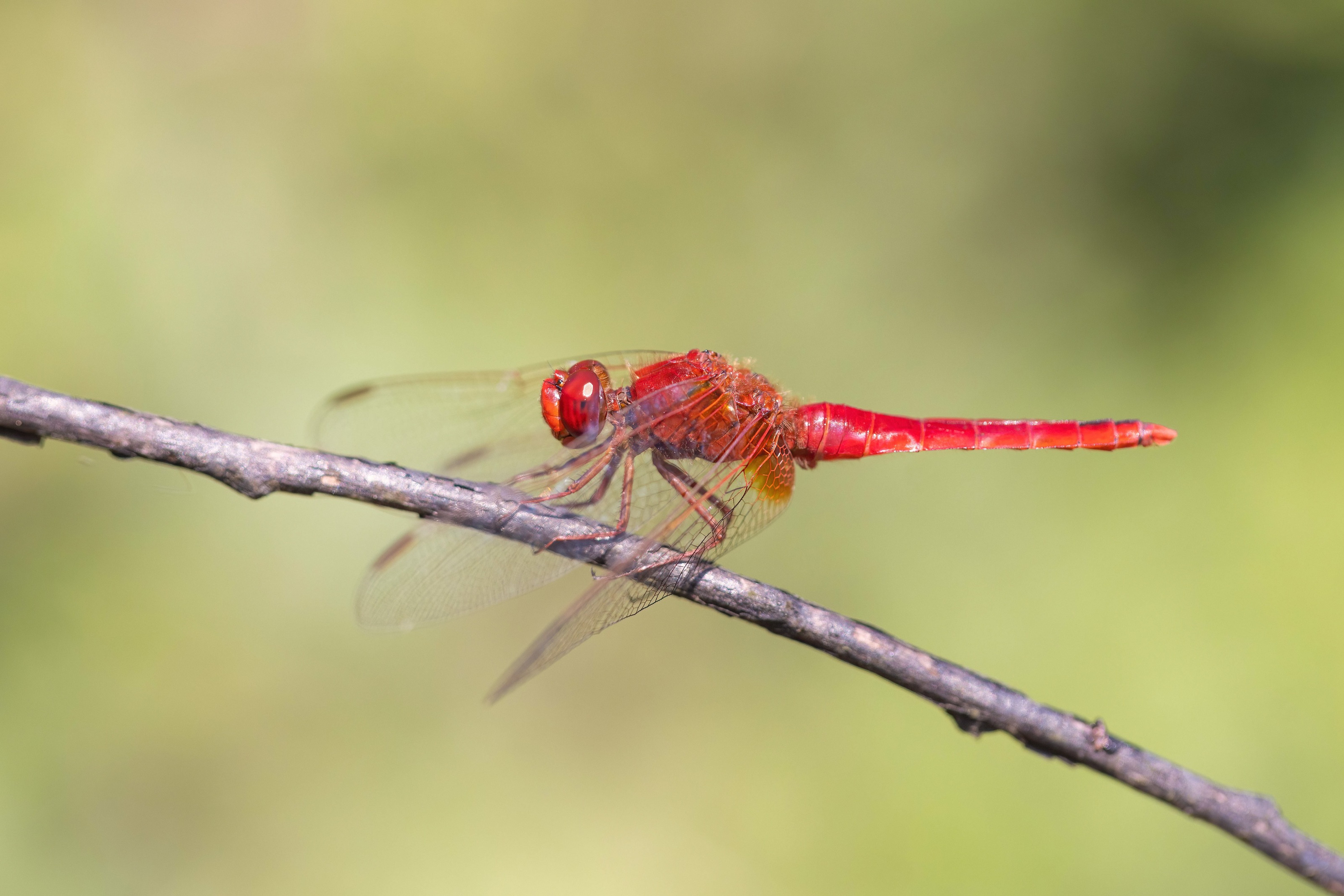Broad Scarlet
