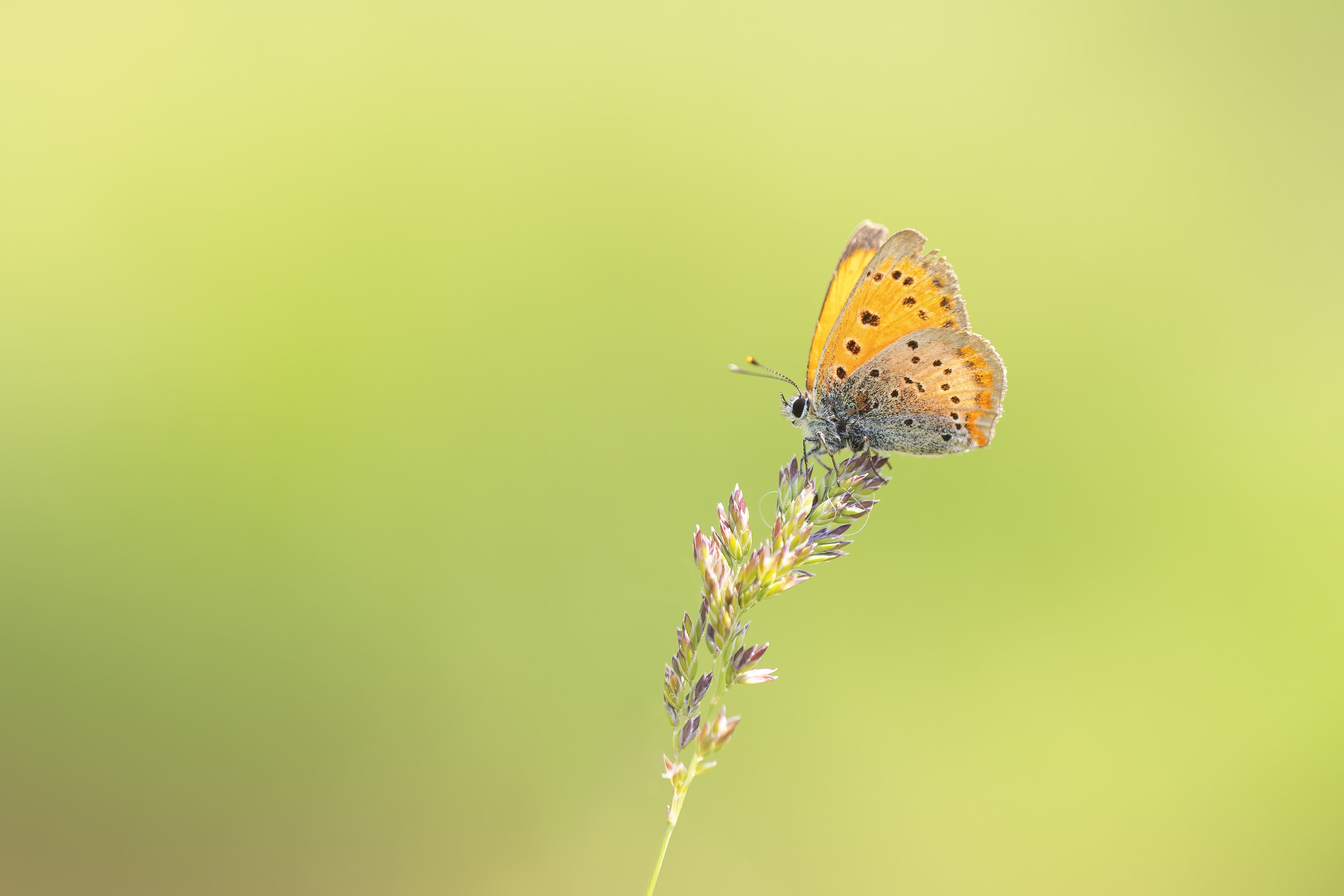 Grecian Copper
