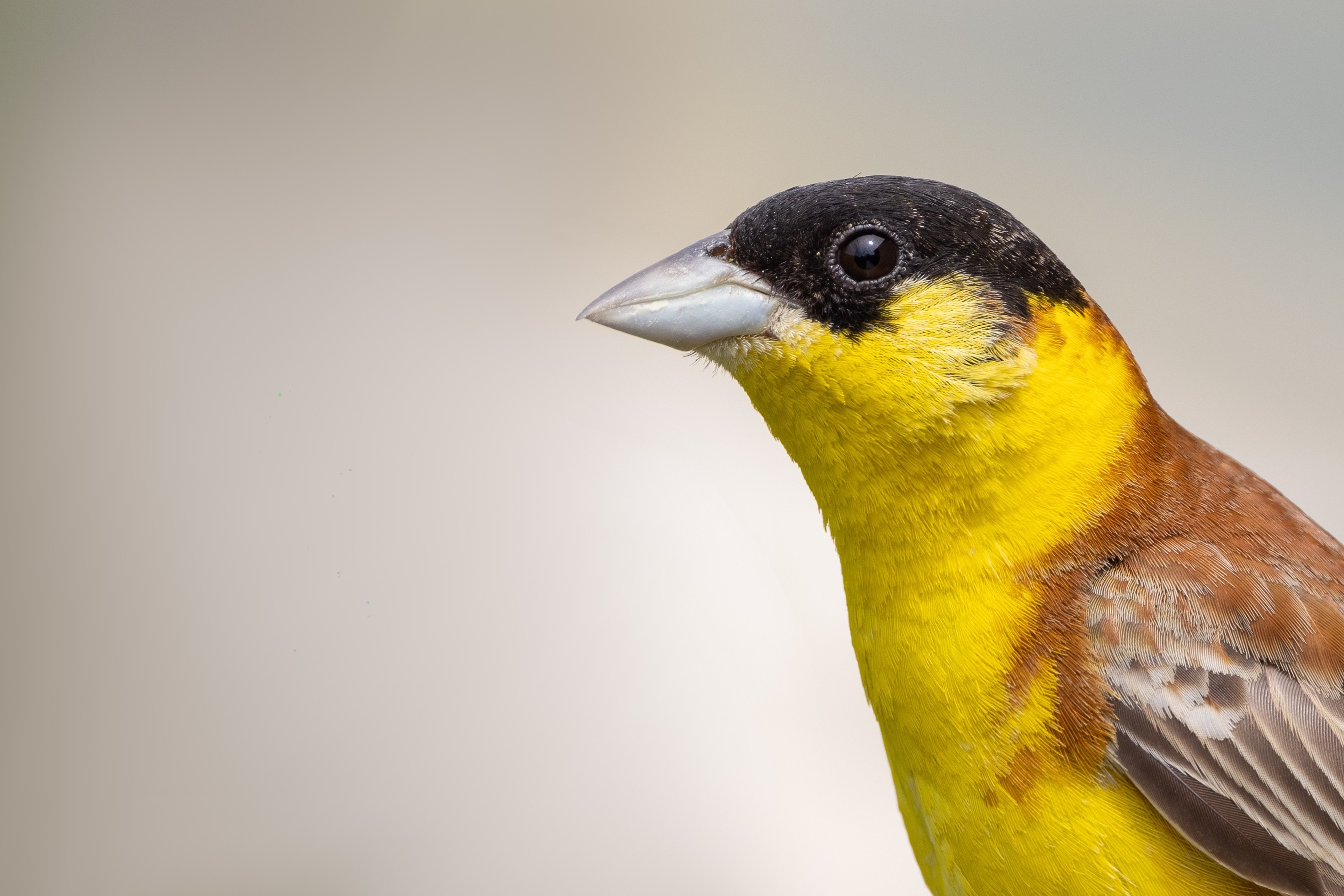 Black-headed Bunting