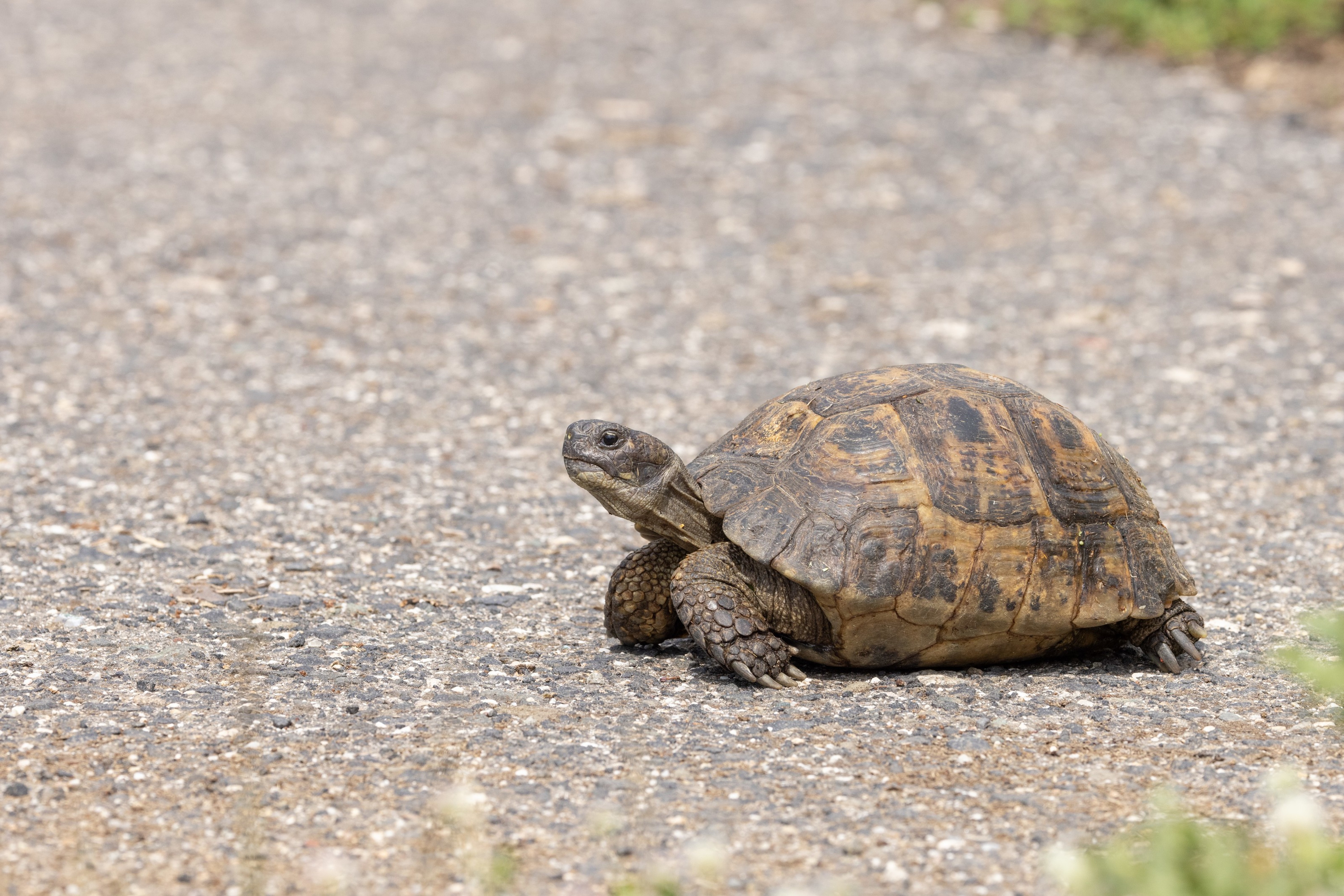 Spur-thighed Tortoise