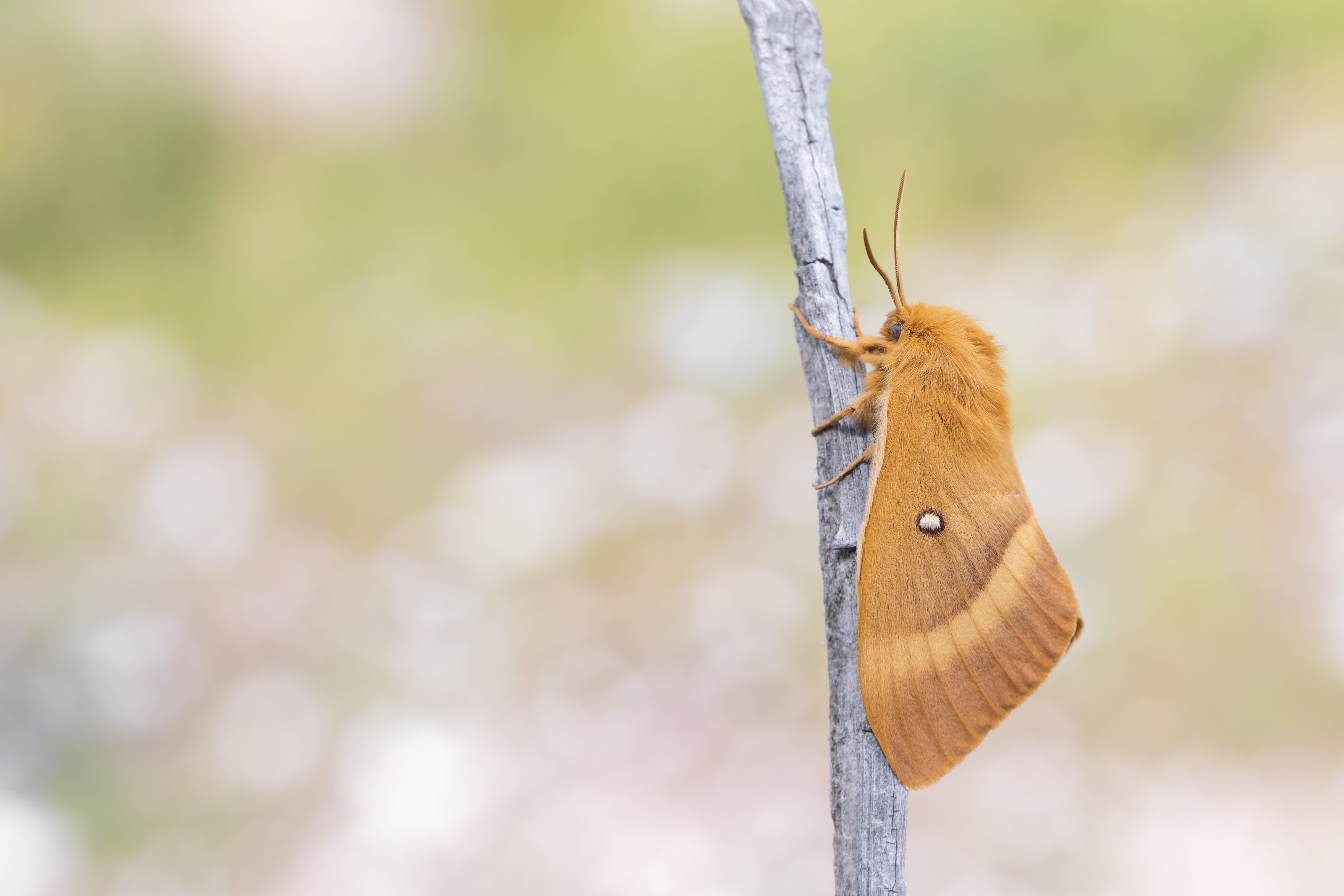 Oak Eggar