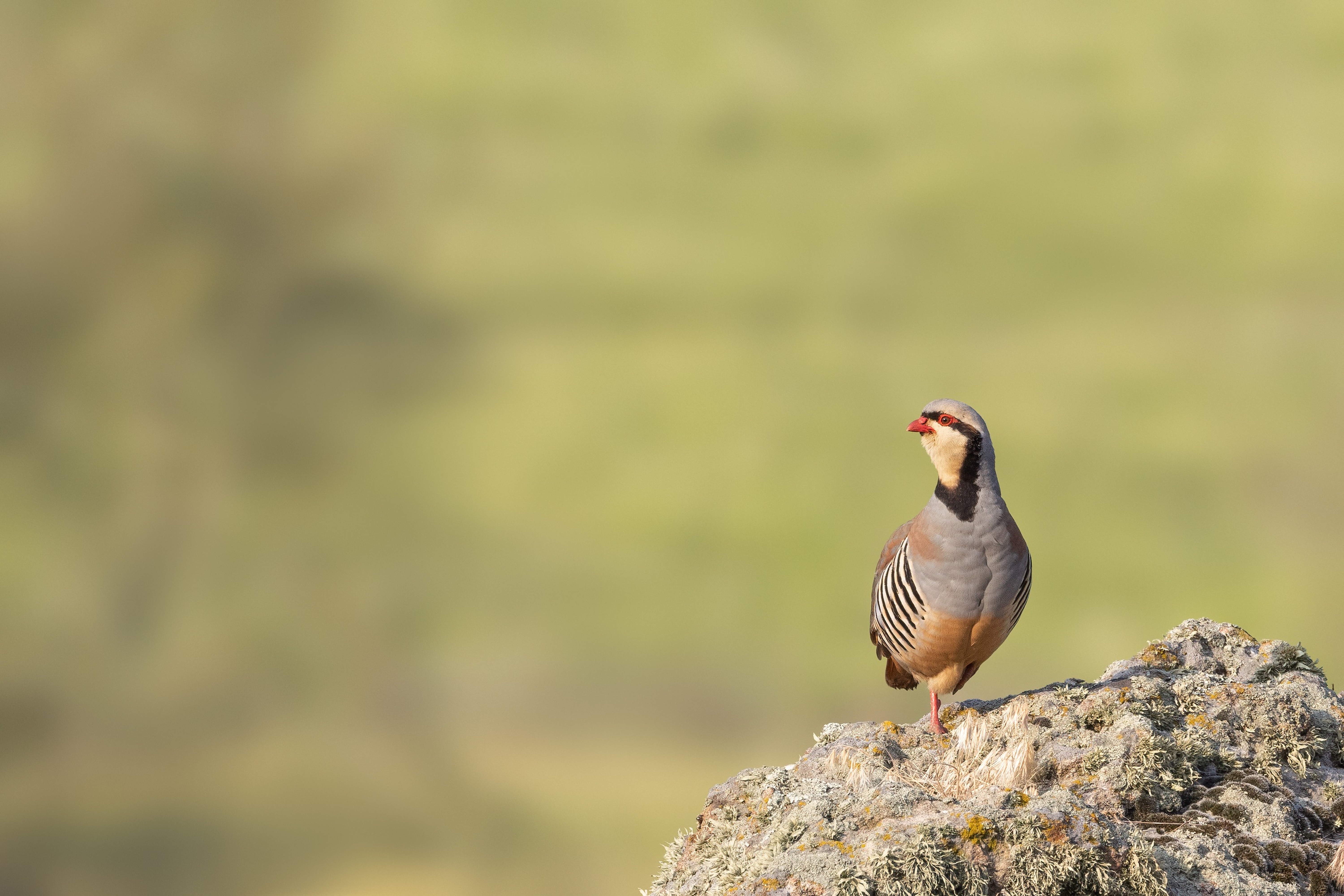 Chukar on a rock in the Eastern Rodopi mountains of Bulgaria 