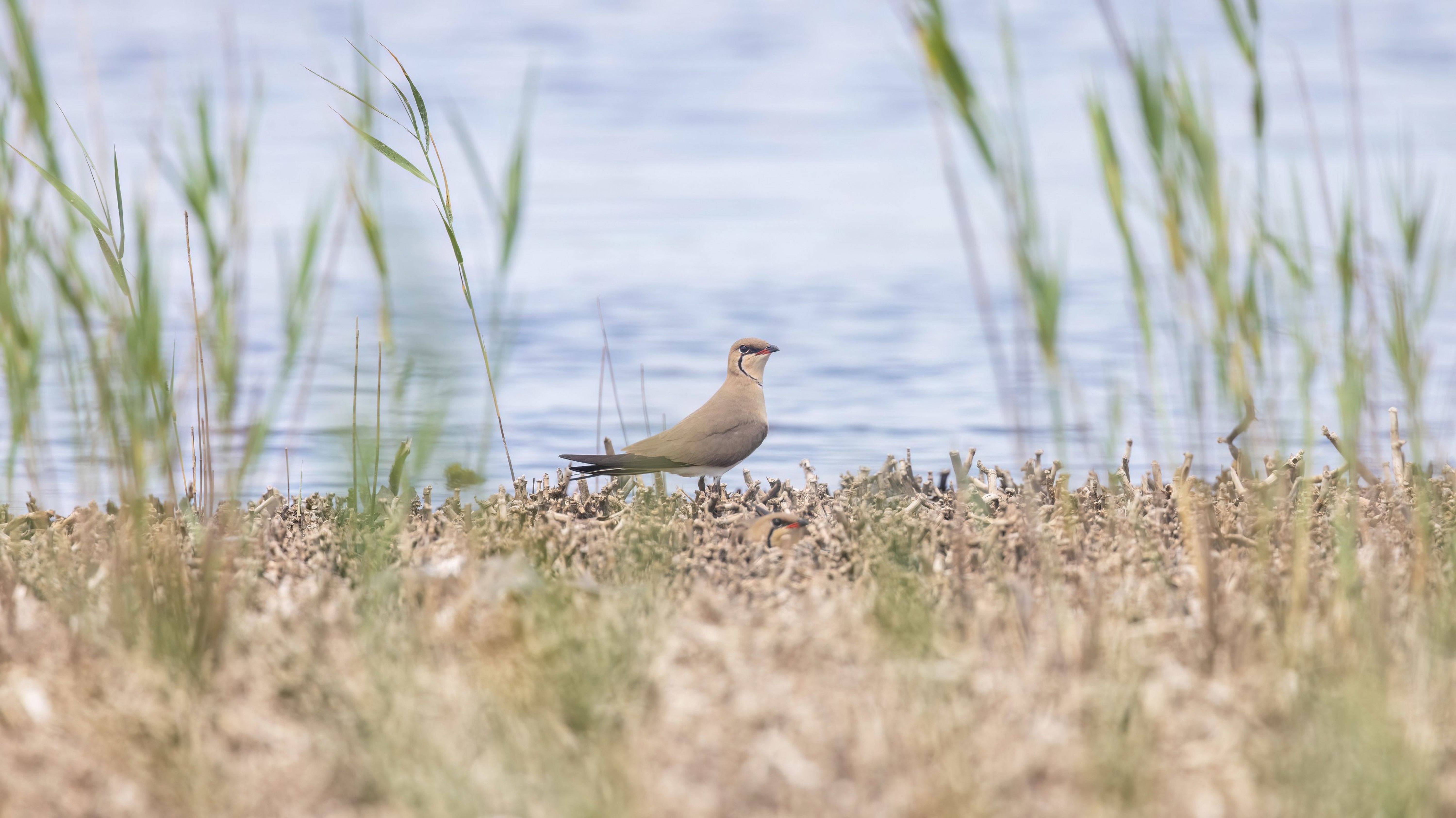 Collared Pratincole in Bulgaria