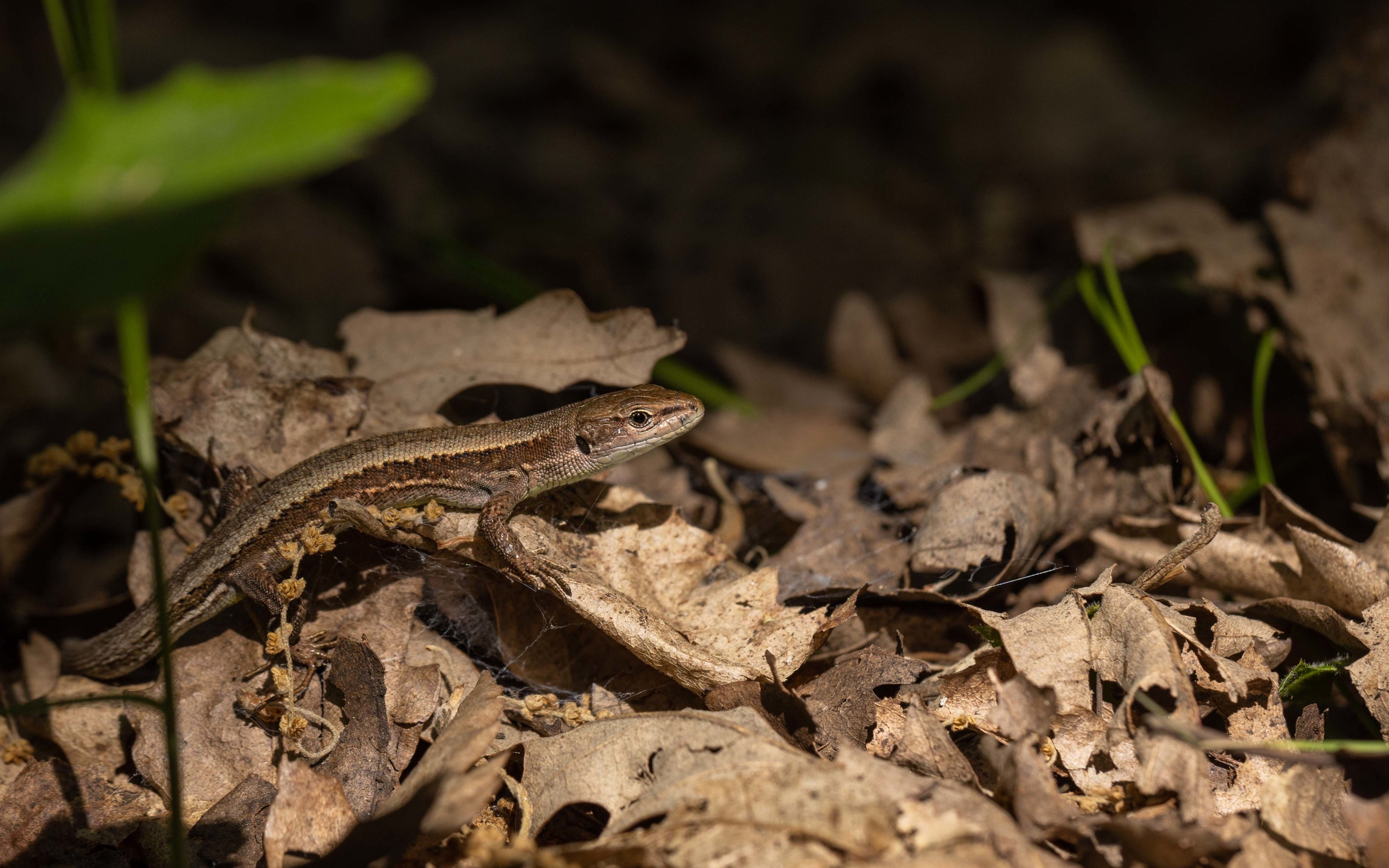 Meadow Lizard