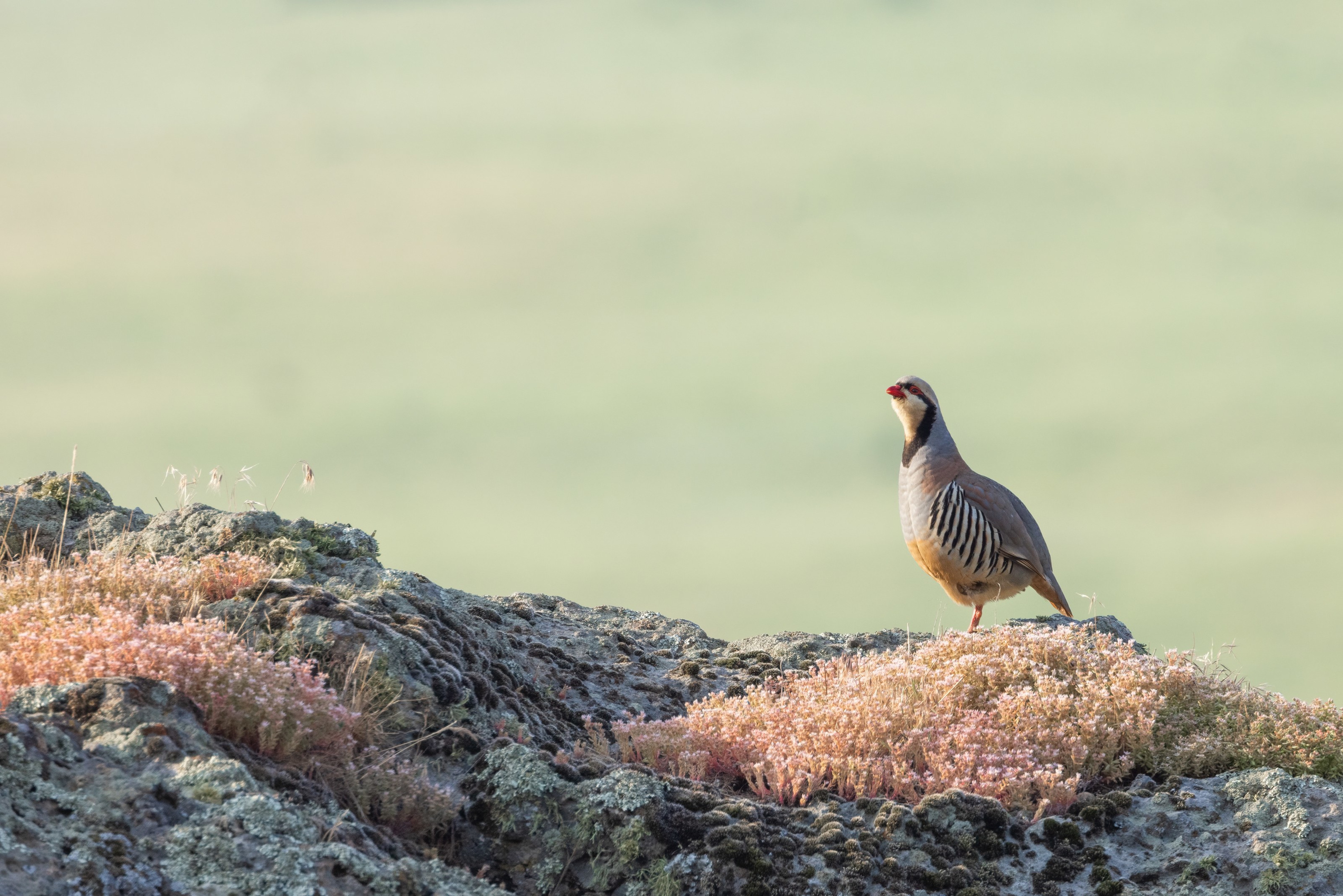 Chukar Partridge